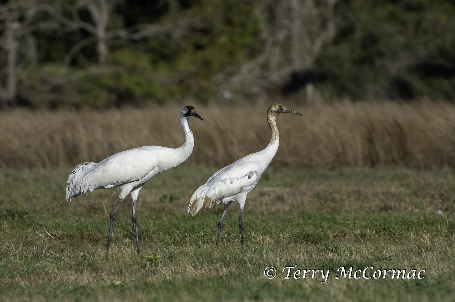 Whooping Crane, Adult & Juvenile Goose Island,  Texas