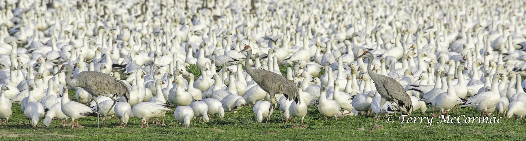 Snow Geese & Sandhill Cranes Merced National Wildlife Refuge, CA
