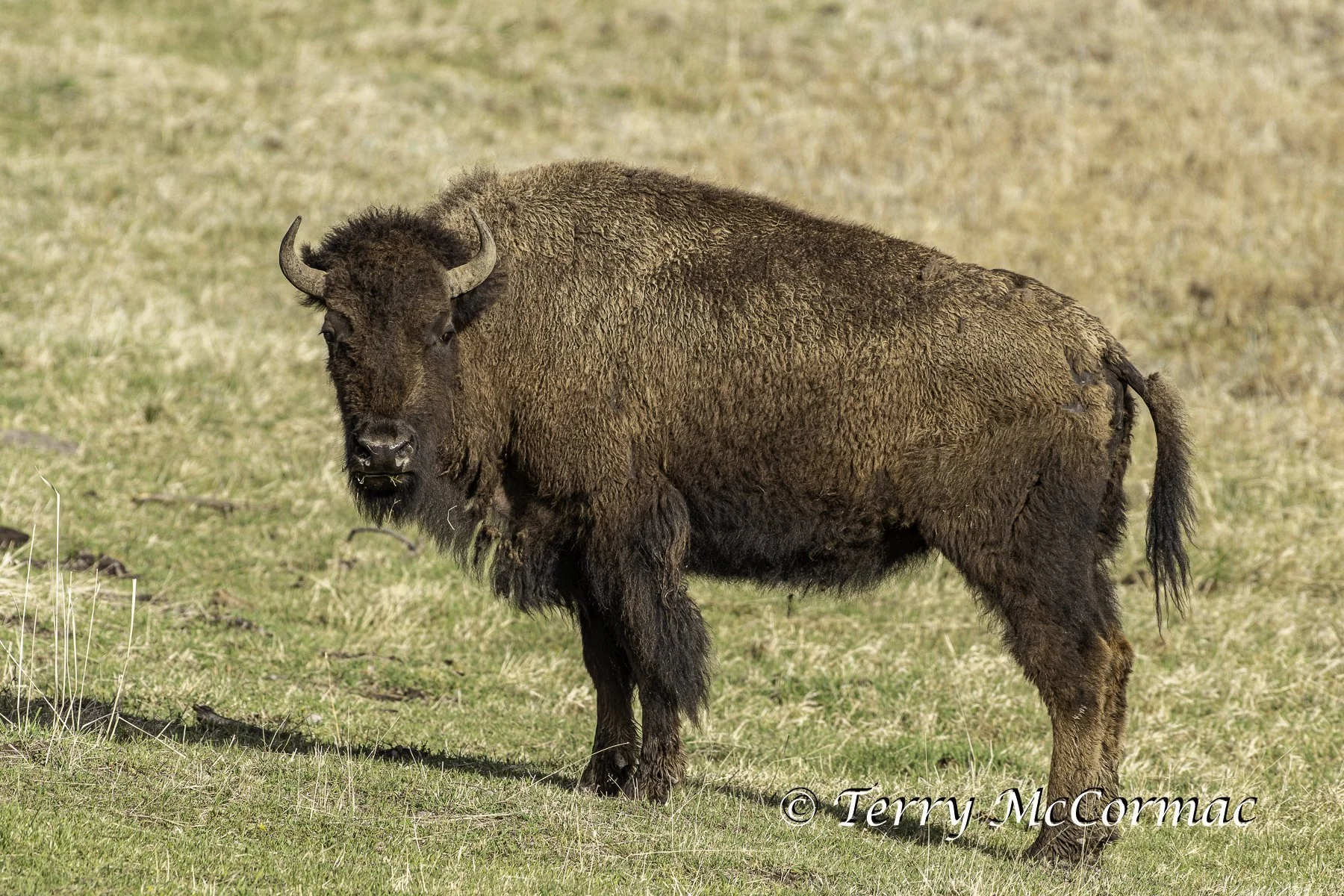 Bison, Yellowstone national Park, WY