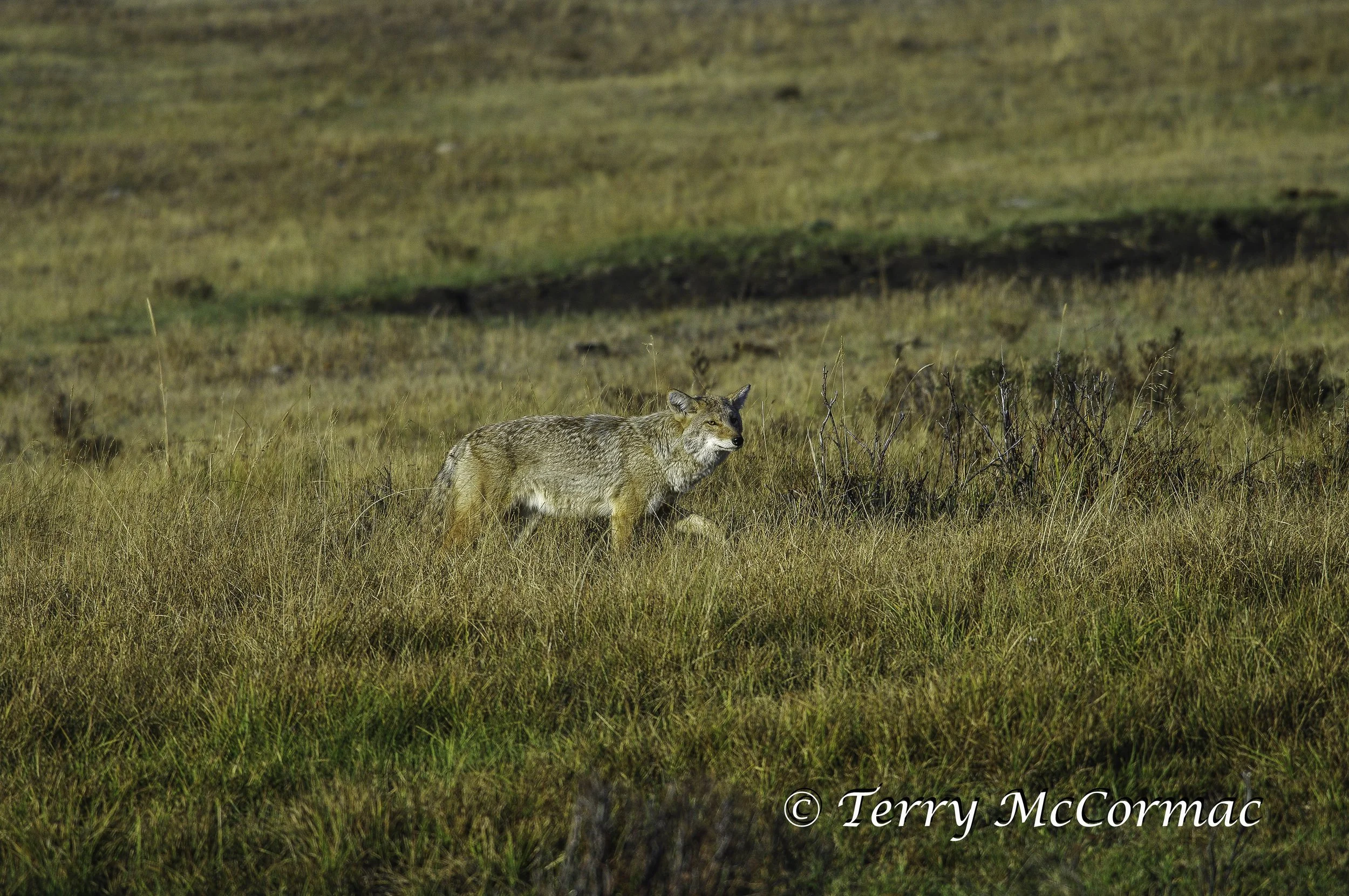 Coyote in Lamar Valley, Yellowstone National Park, Wyoming