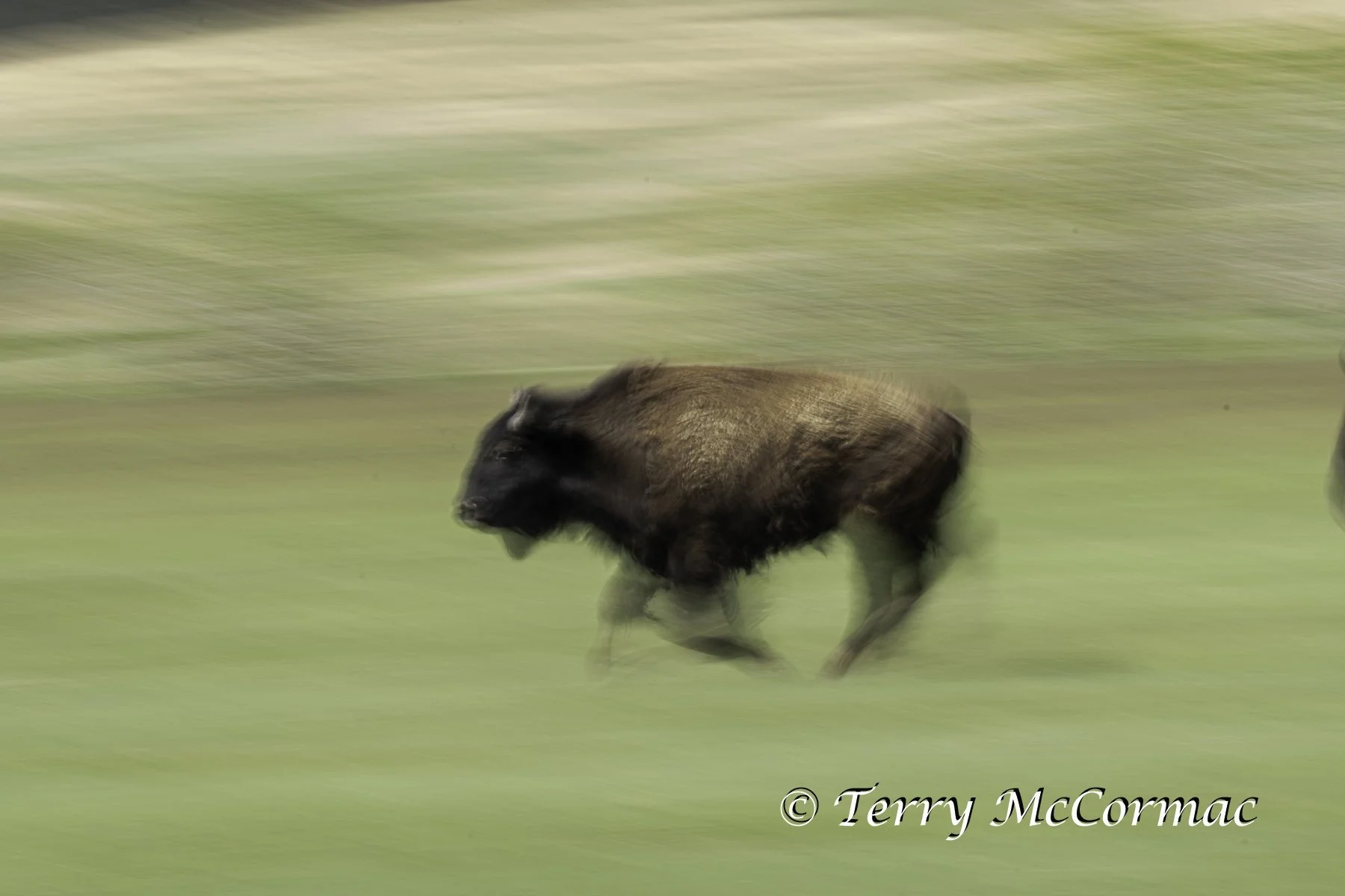 "Faster than you Think"  Bison , Wind Cave National Park, South Dakota