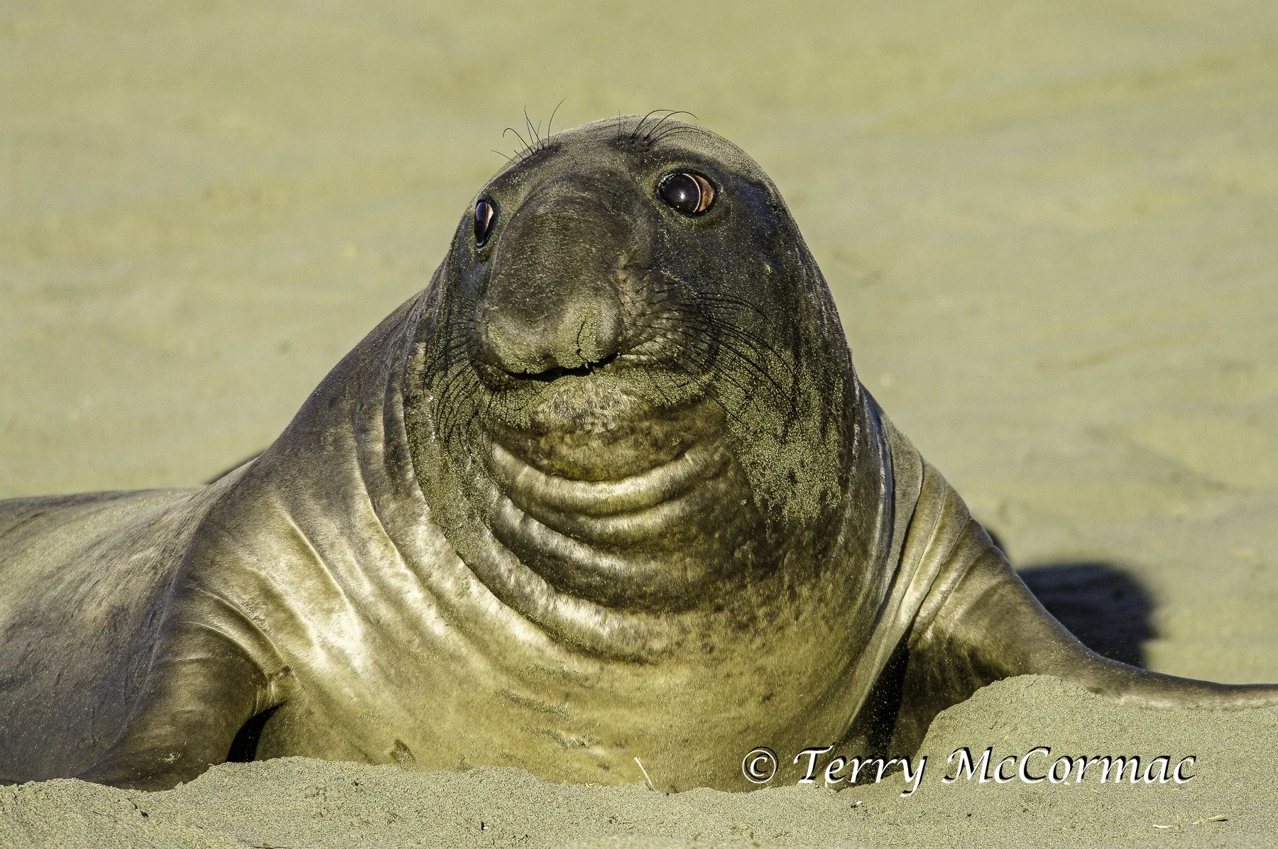 Male Northern Elephant Seal, Piedras Blancas, CA