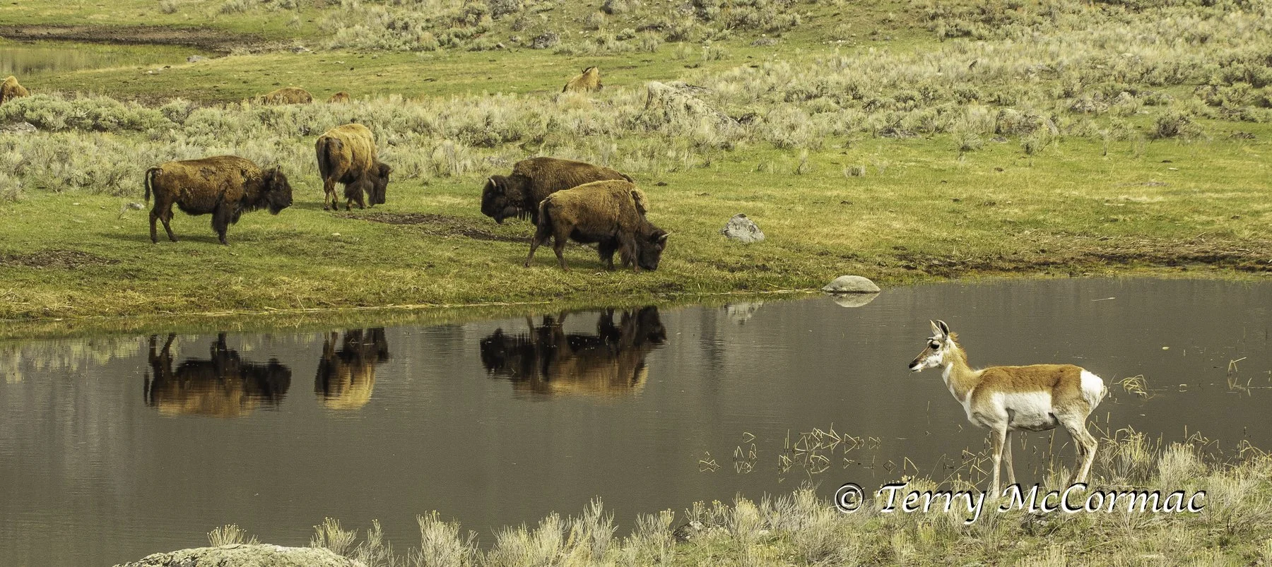 Pronghorn  with Bison, the Lamar Valley, Yellowstone National Park, WY