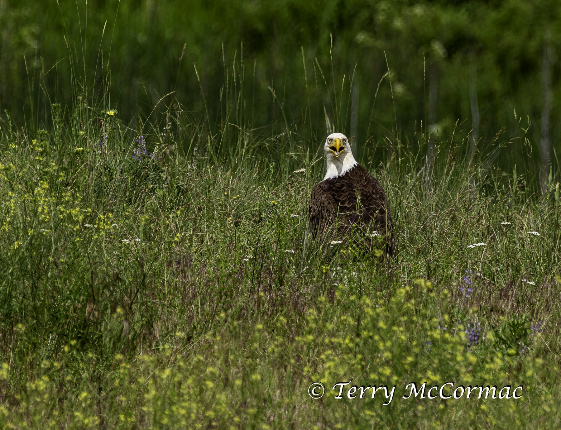 Bald Eagle, The Bison Range, Montana