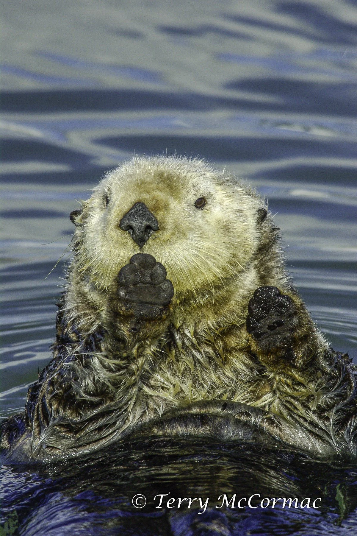 "Who me!" Sea Otter, Moss Landing, CA