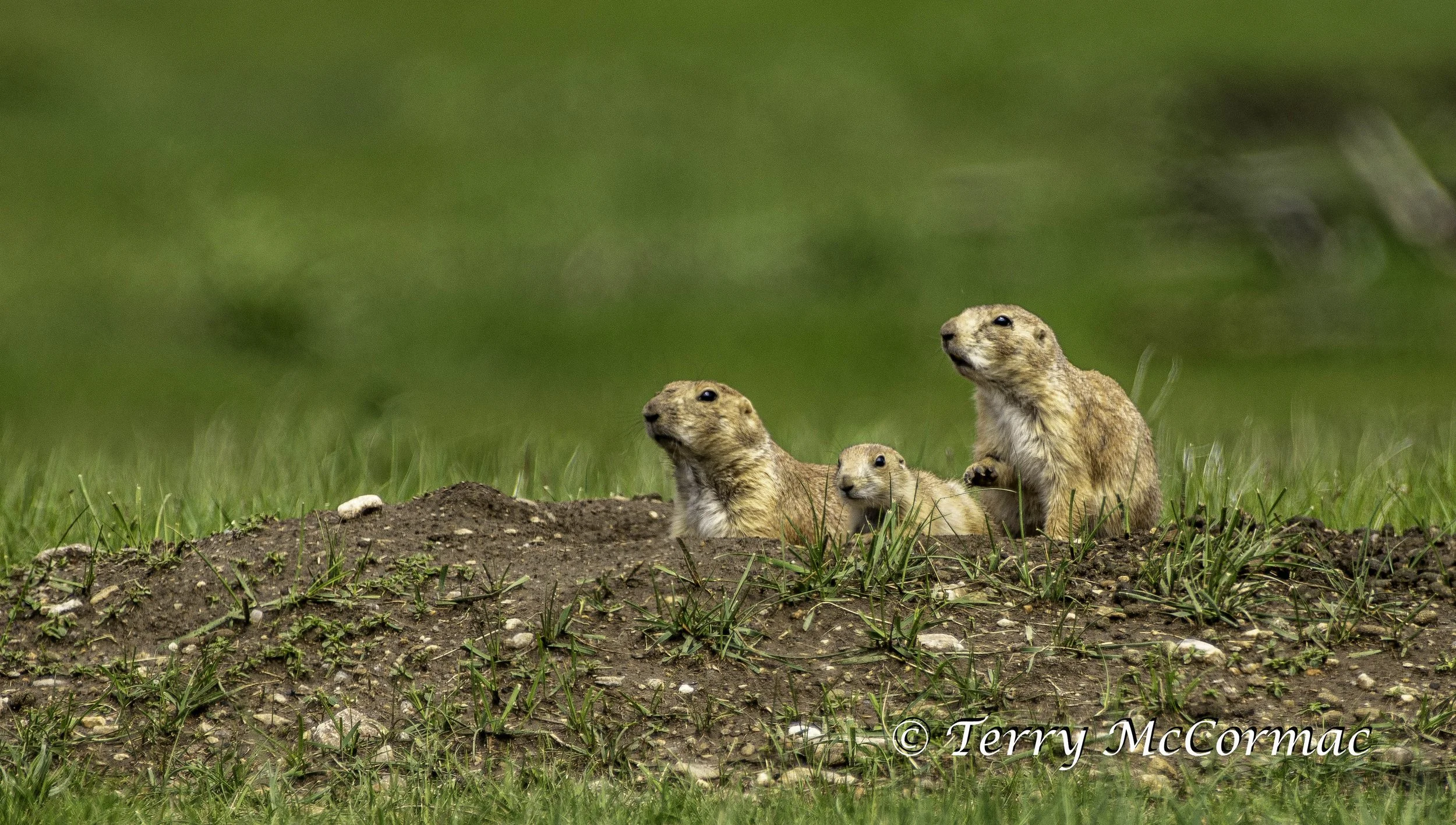 Black-Tailed Prairie Dog, Badlands National Park, South Dakota