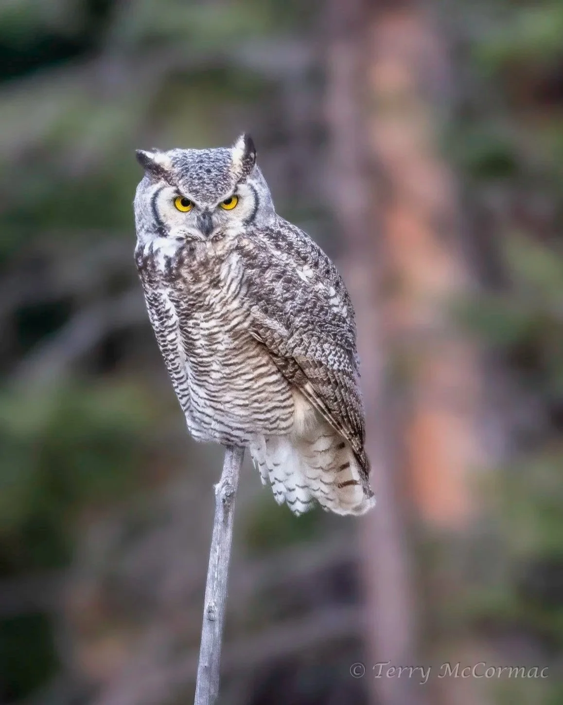 Subarctic Great Horned Owl,  Yellowstone