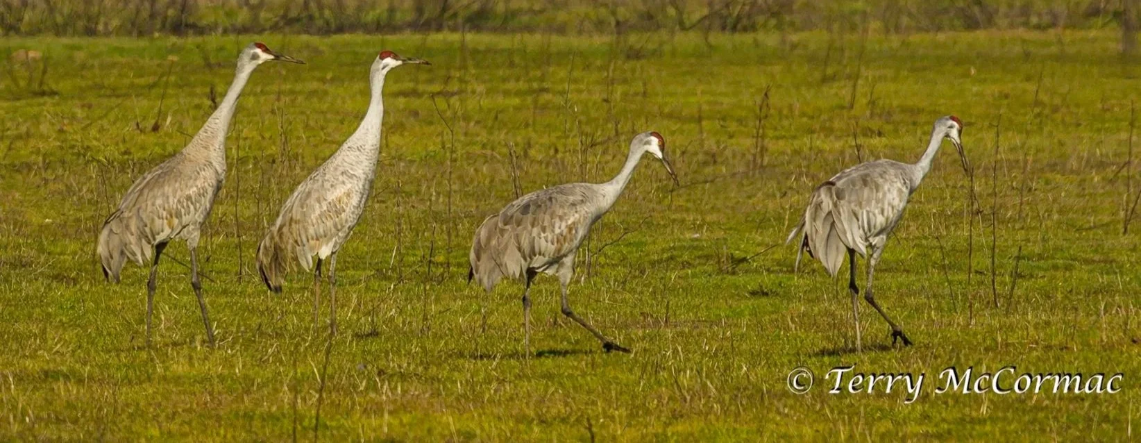 Sandhill Cranes, Cosumnes River Preserve, CA