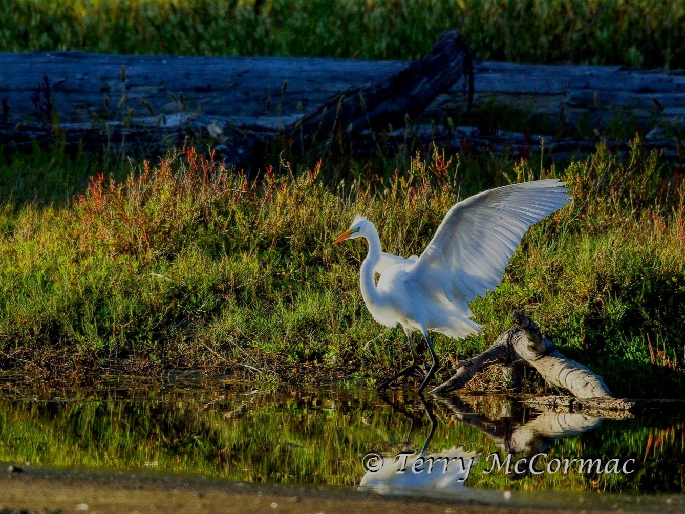 "Spread Your Wings!" Great Egret