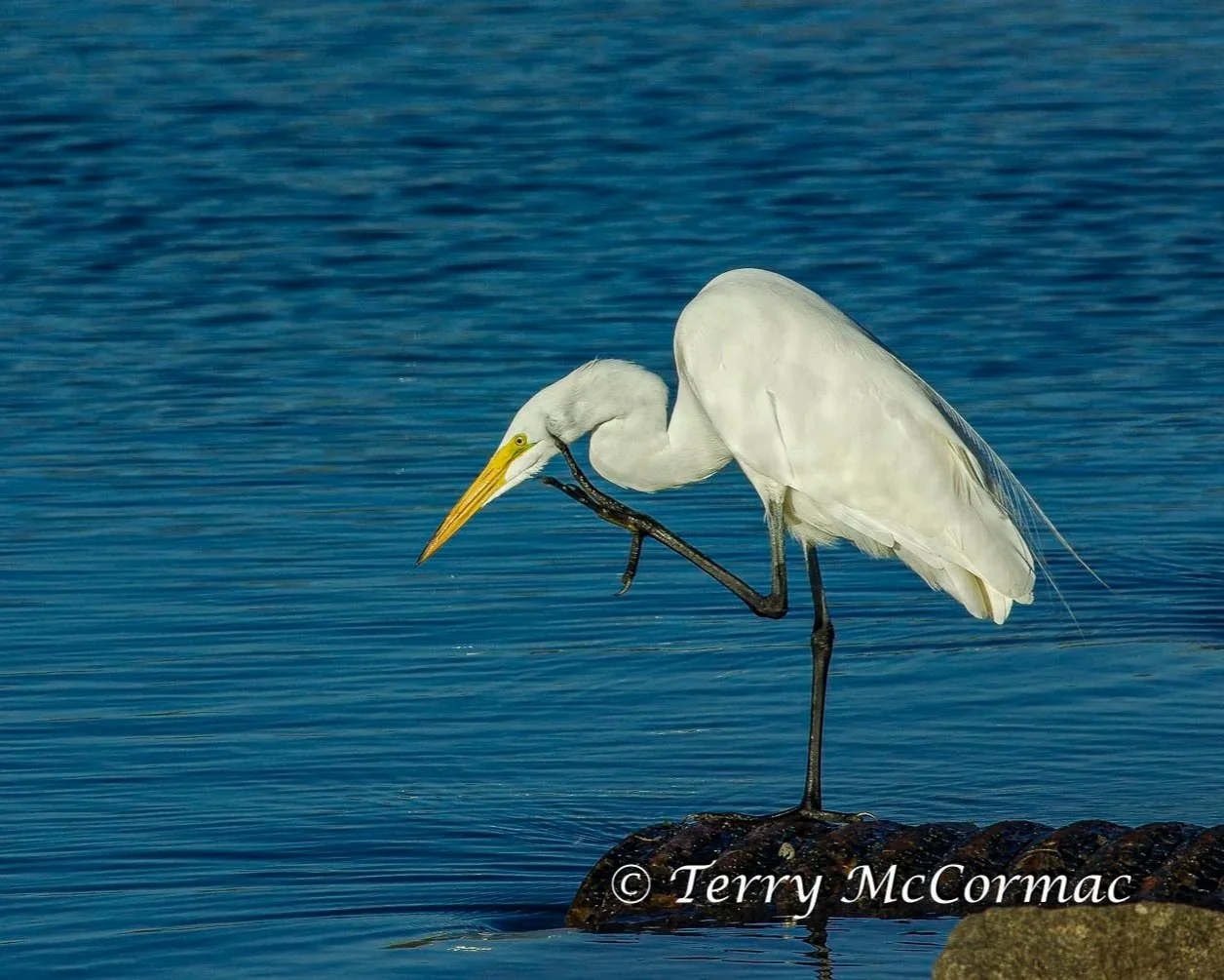 Great Egret, Moss Landing CA