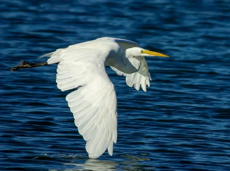 Great Egret in flight, Moss Landing CA