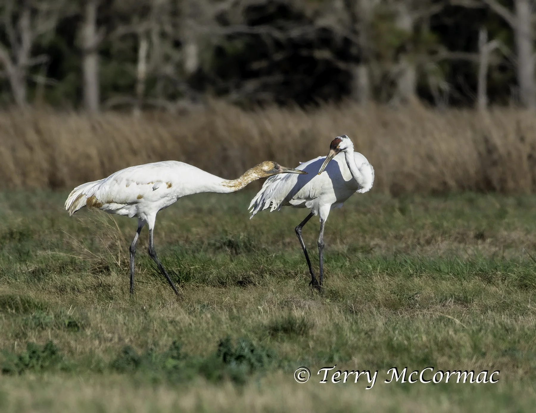 Whooping Crane, Adult & Juvenile Goose Island,  Texas
