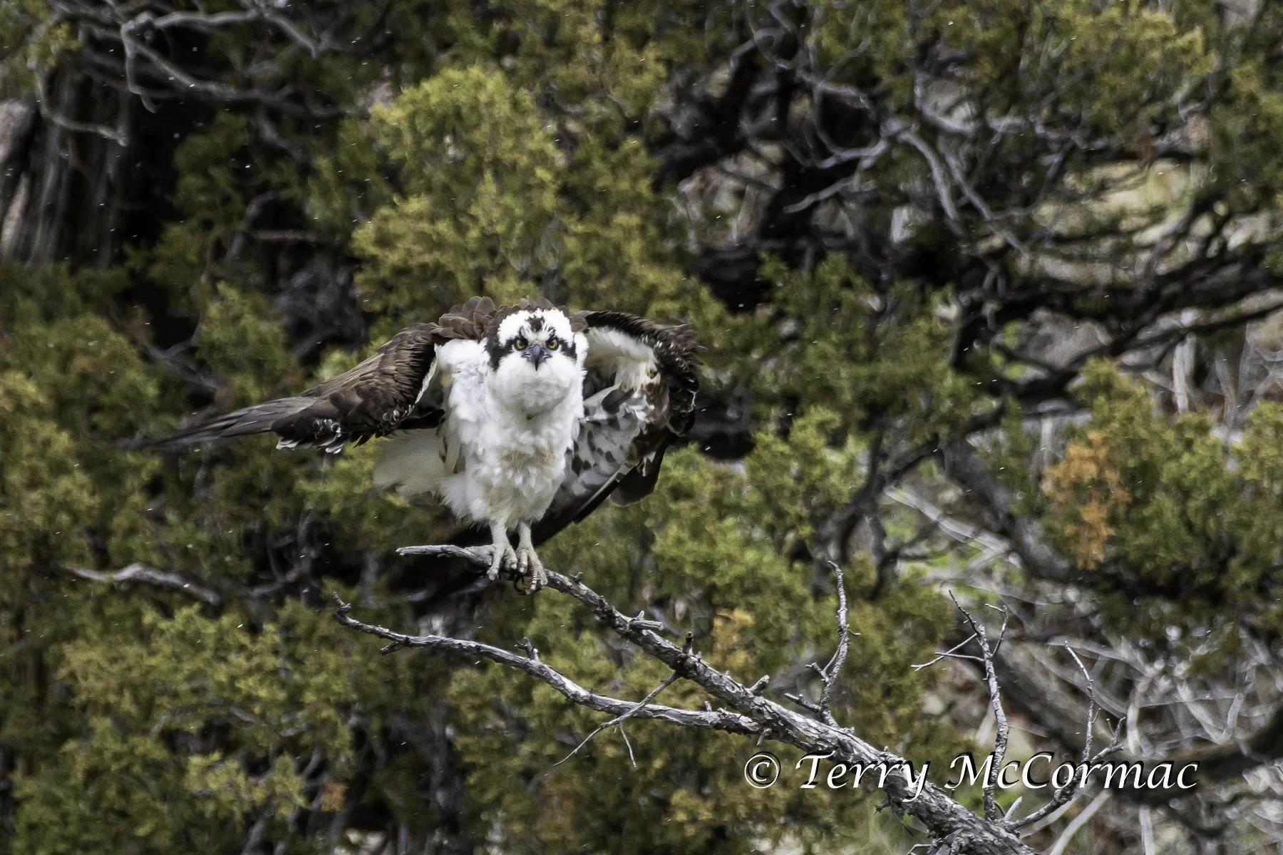 "Takeoff" Osprey, Yellowstone National Park, WY