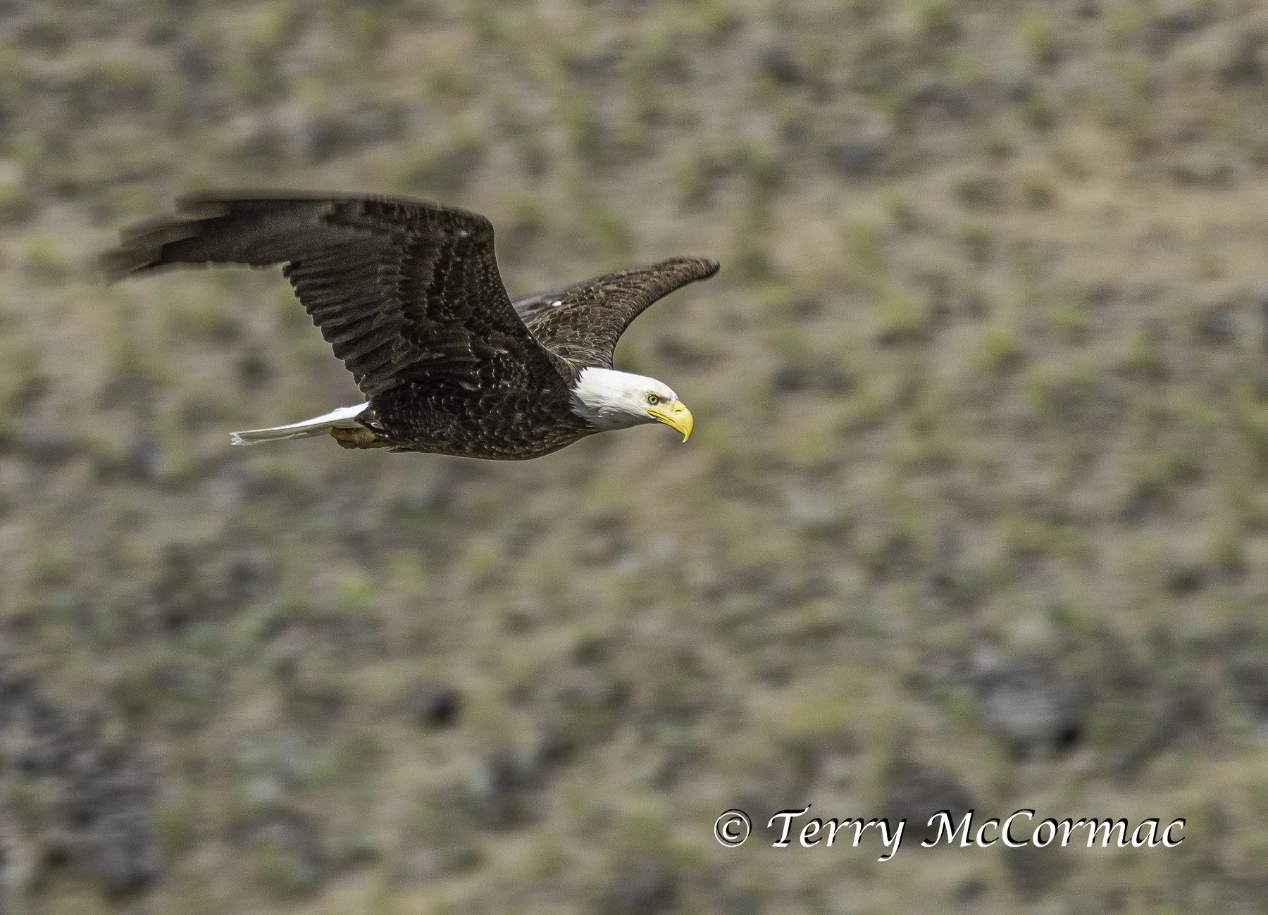Bald Eagle Flying, Yakima Canyon, WA