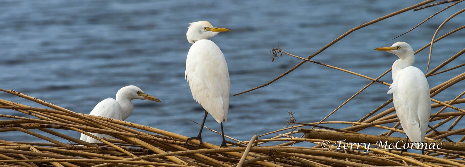 Juvenile Great Egrets, Kern County Wildlife Refuge