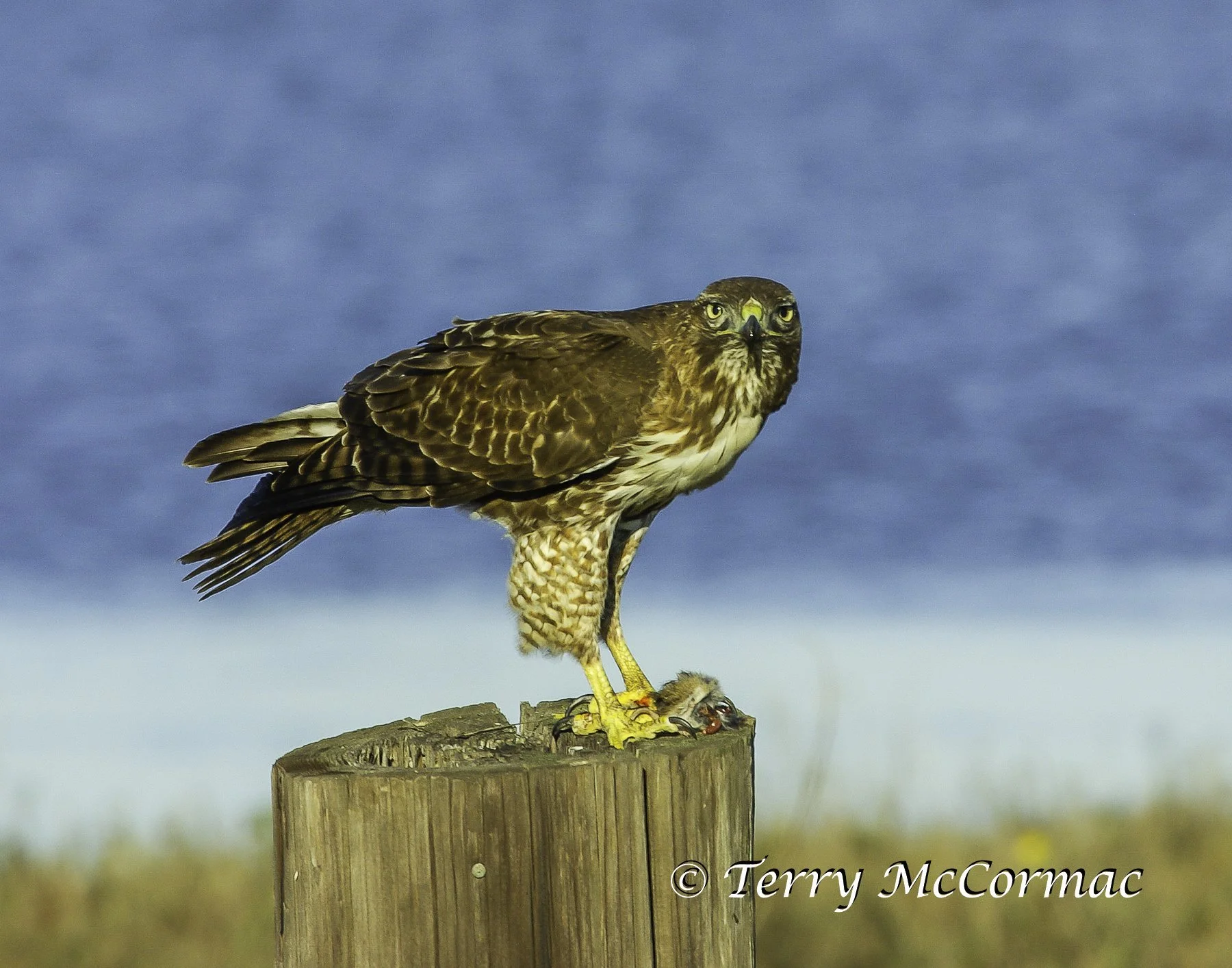 Red-tailed Hawk, Elkhorn Slough, CA