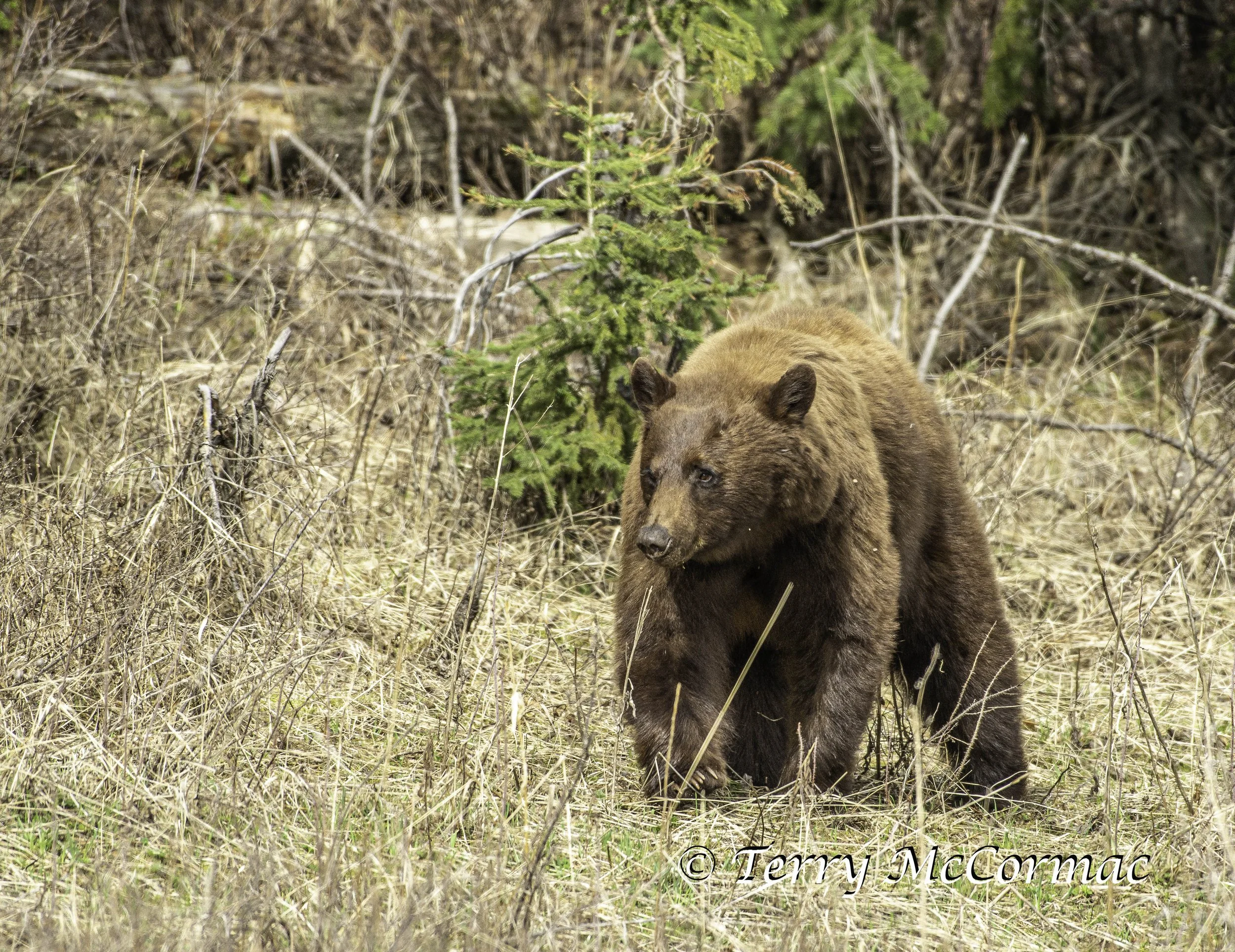 Cinnamon  Black Bear, Yellowstone National Park, WY