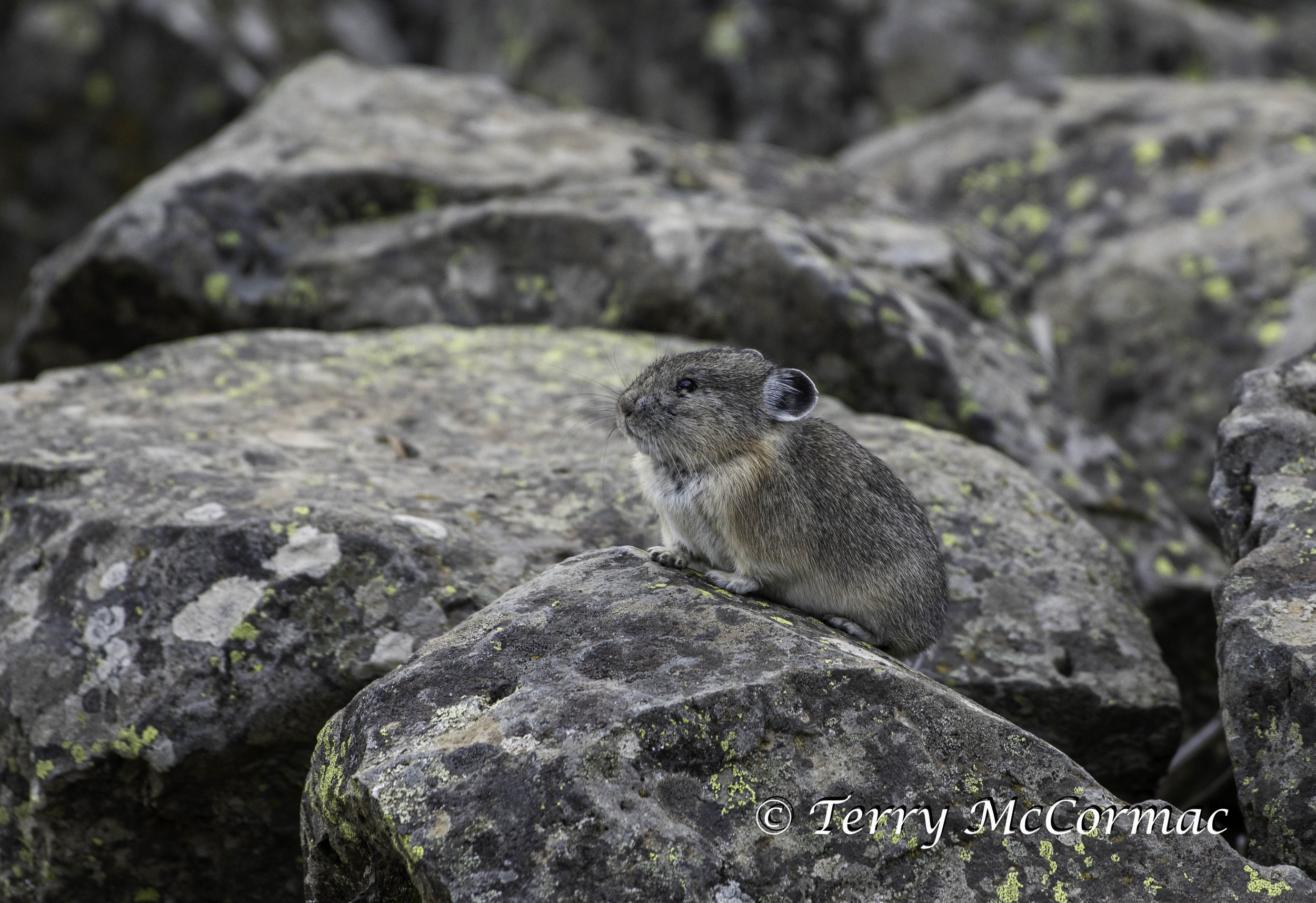 Pika, Yellowstone National Park, WY