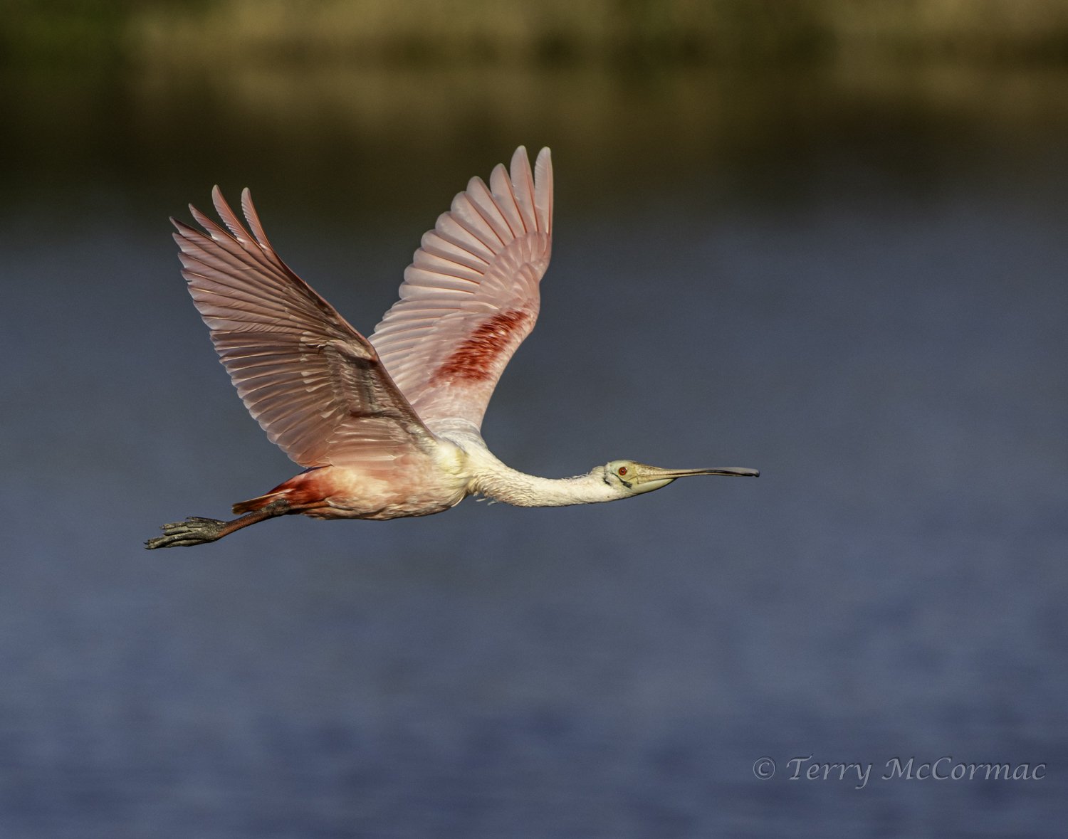 Roseate Spoonbill  High Island Rookery, Texas