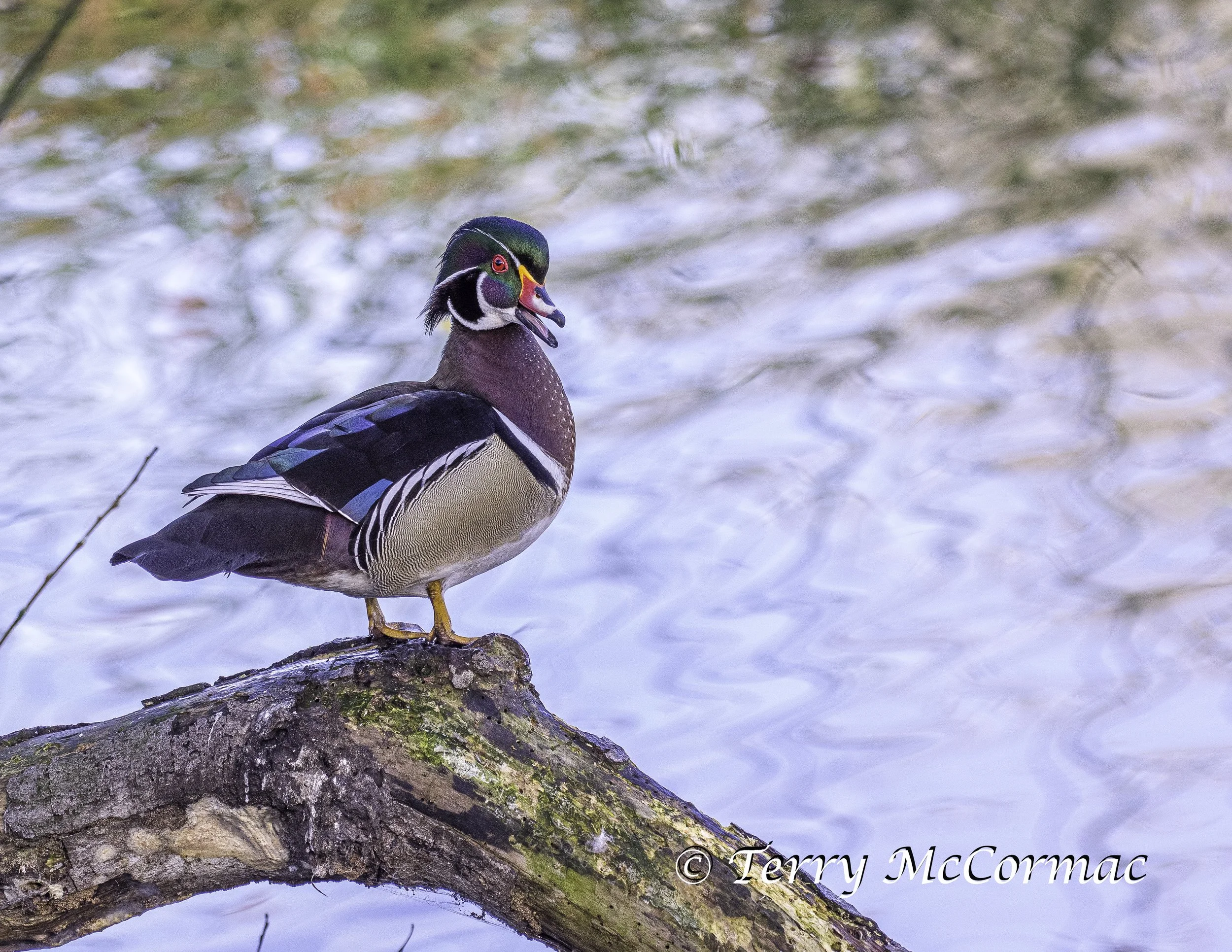 Waterbirds & Near Shorebirds