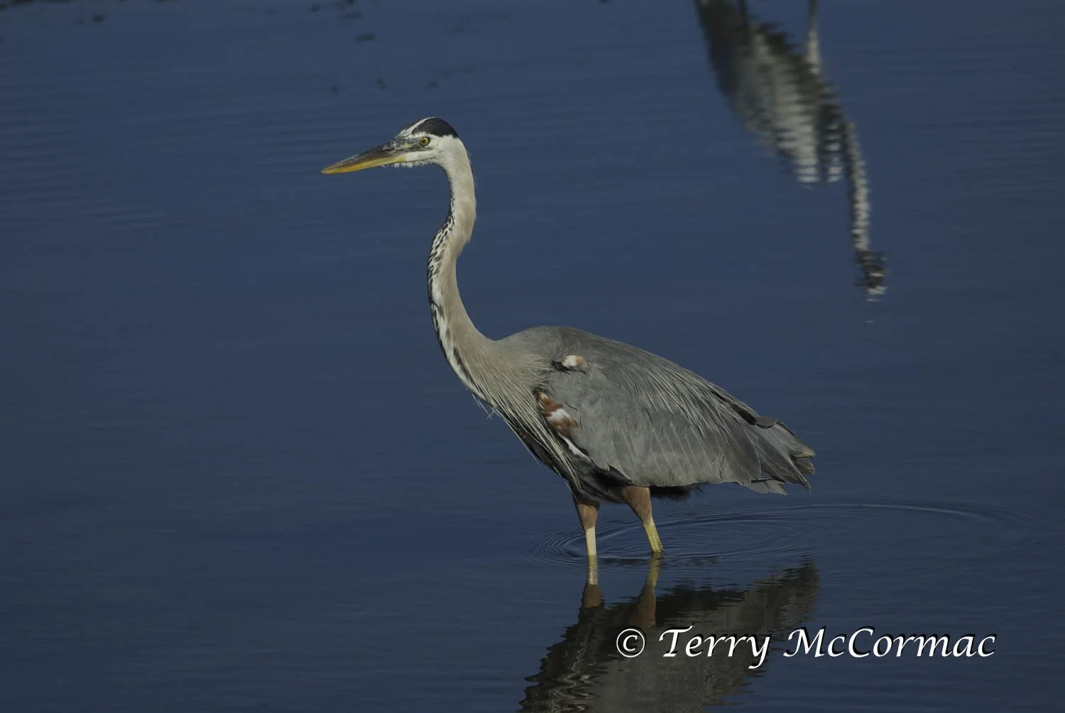 Great Blue Heron, Moss Landing CA