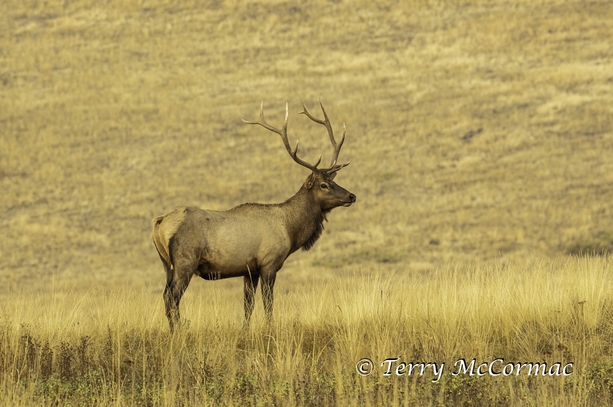 Bull Elk  The Bison Range, Montana