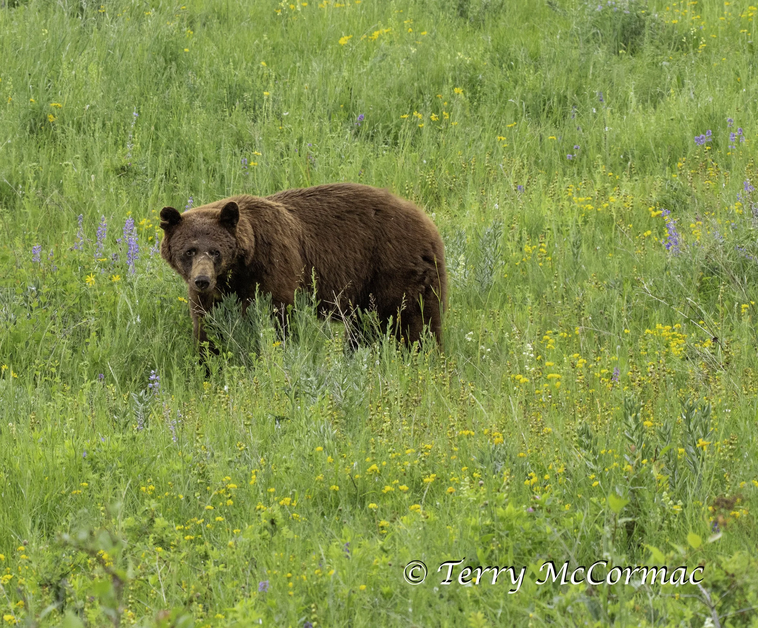 Cinnamon Black Bear, The Bison Range, Montana