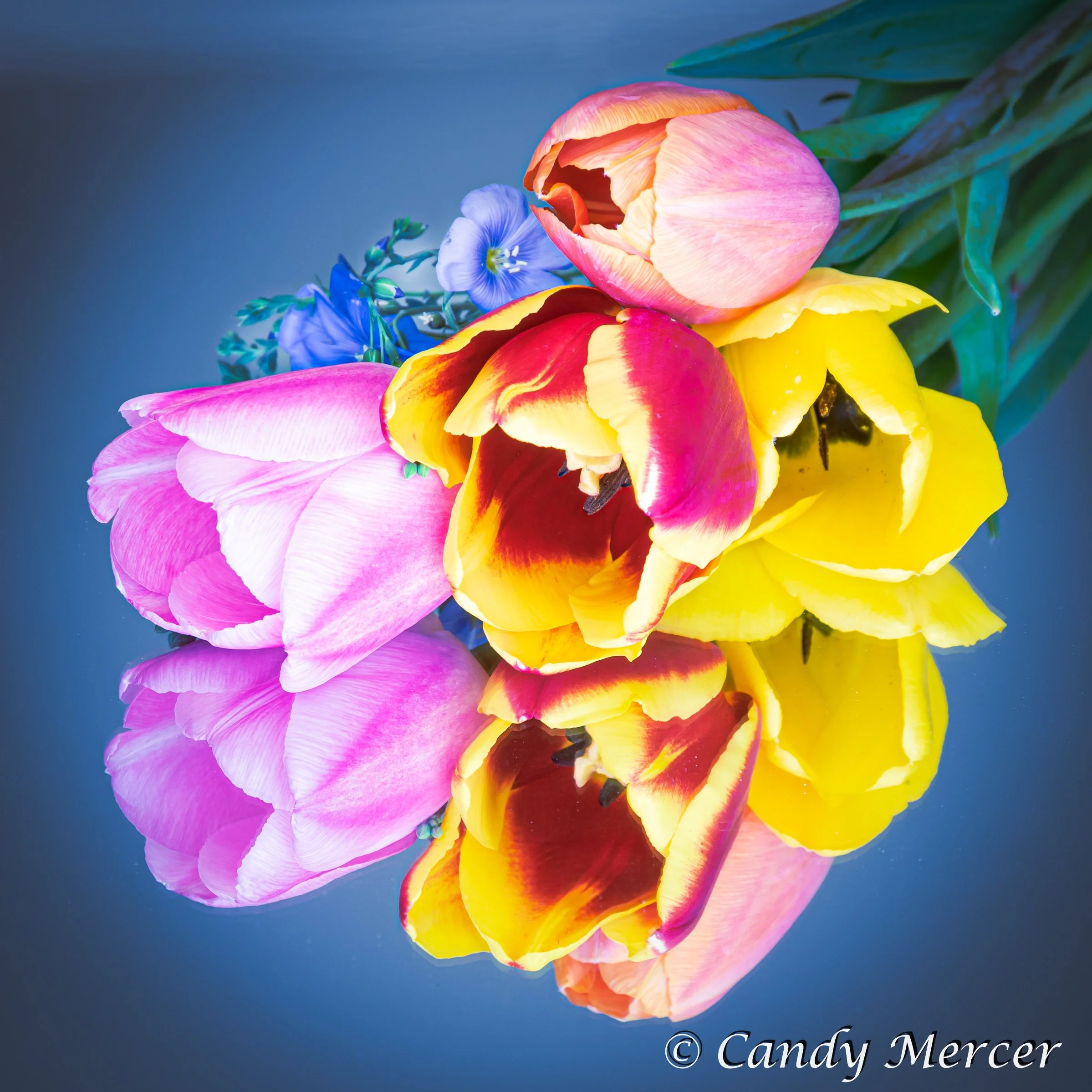tulips on a mirror