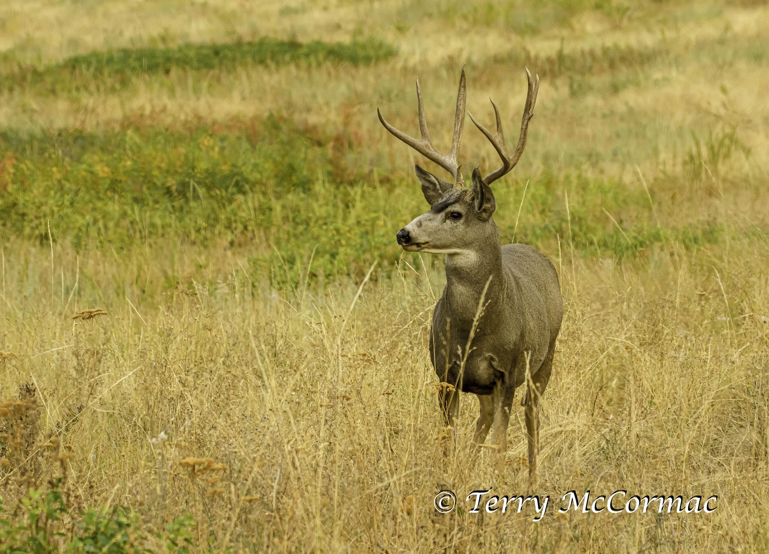 Male Whitetailed Deer National Bison Range Montana
