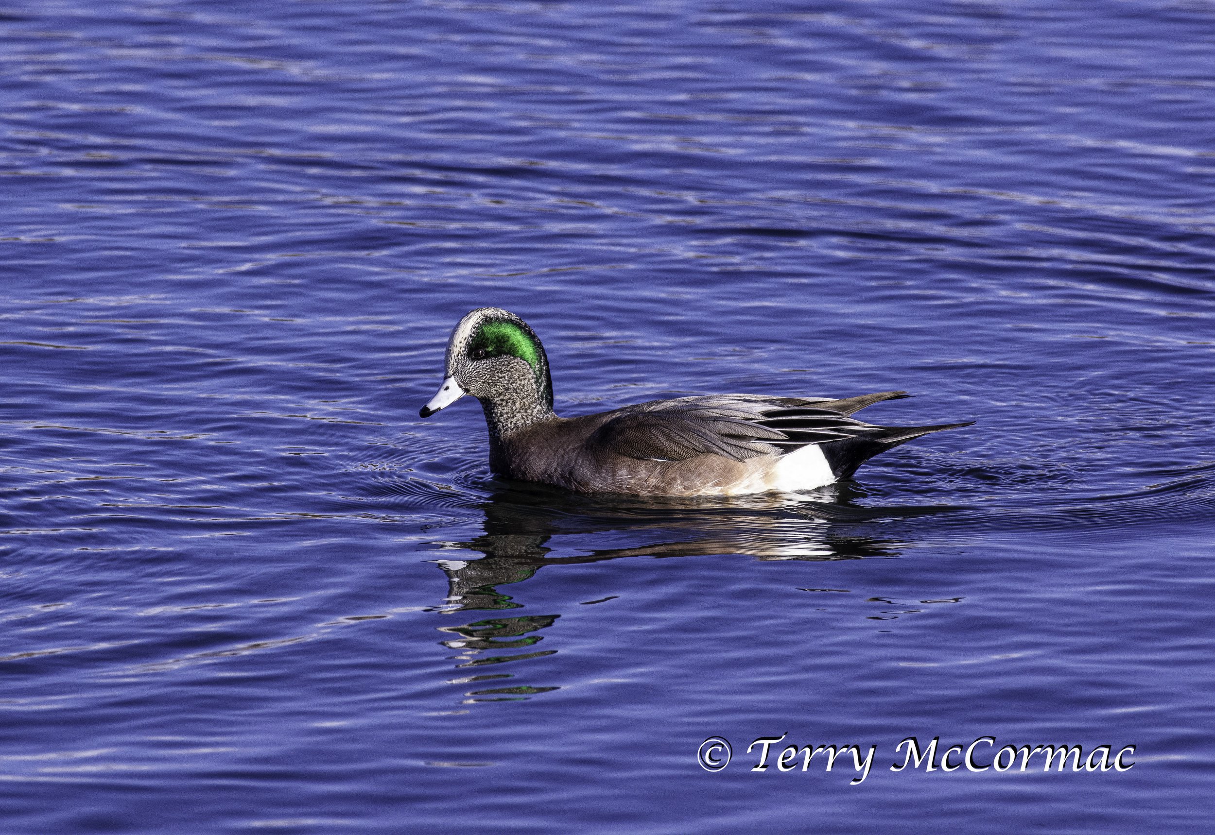 American Wigeon