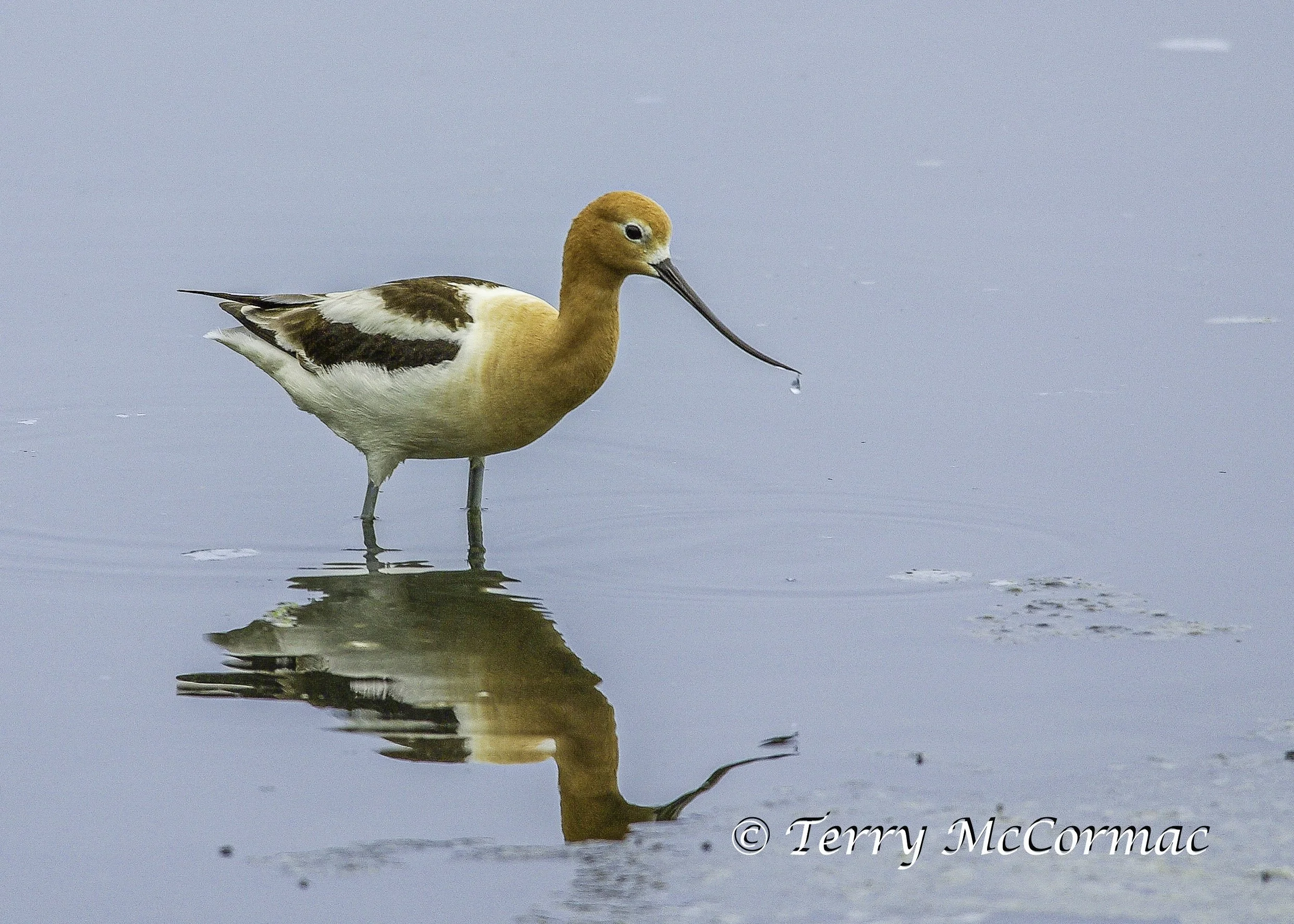 American Avocet