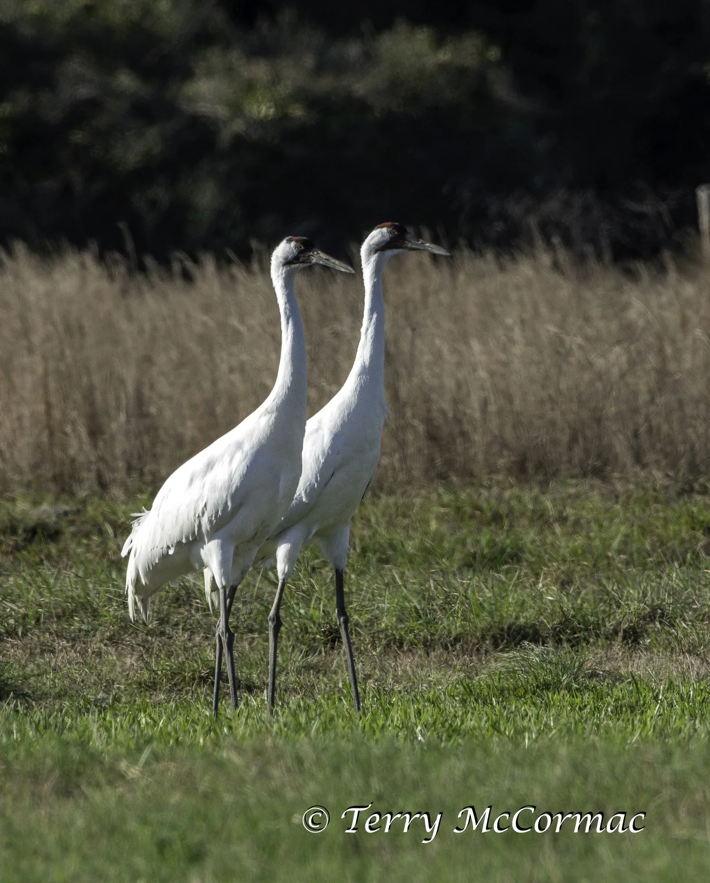 Whooping Crane, Goose Island, Texas