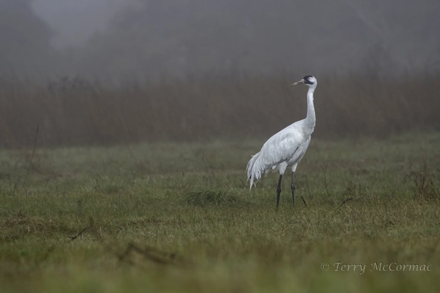 Whooping Crane, Goose Island, Texas