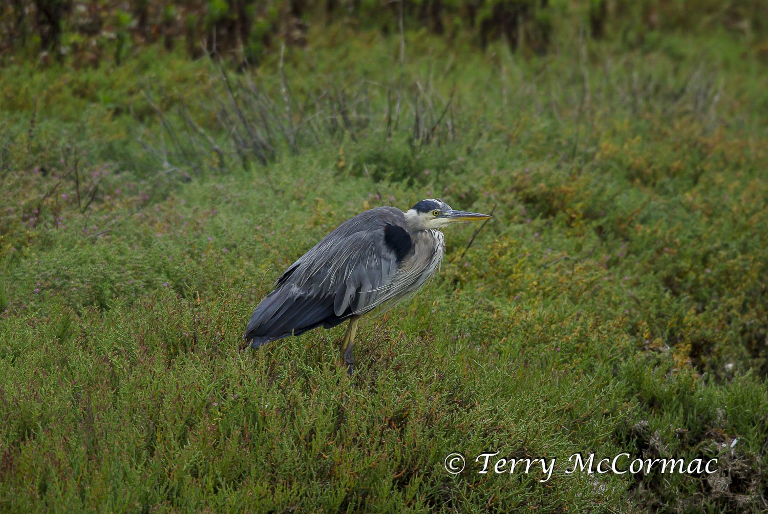 Great Blue Heron, Moss Landing CA