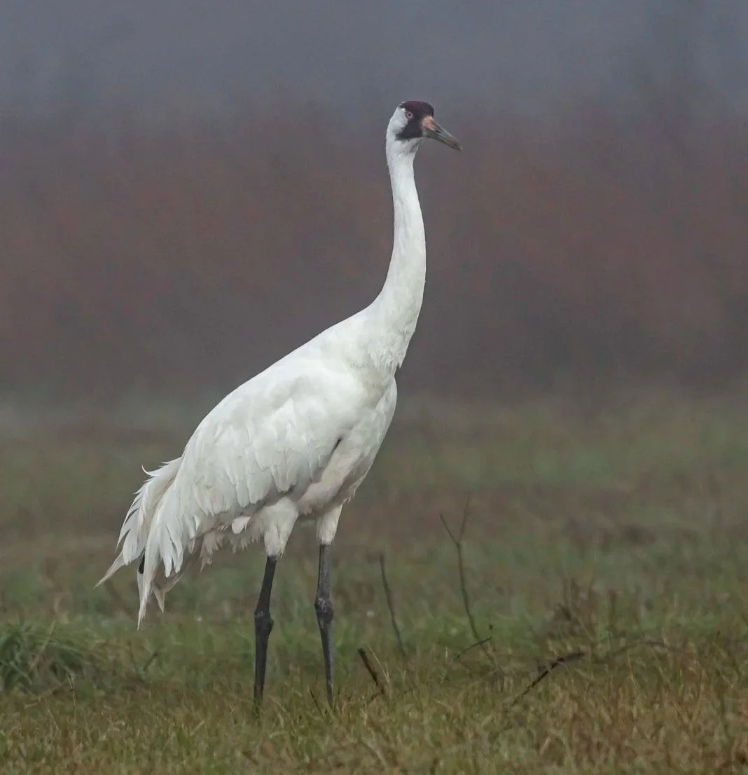 Cranes
