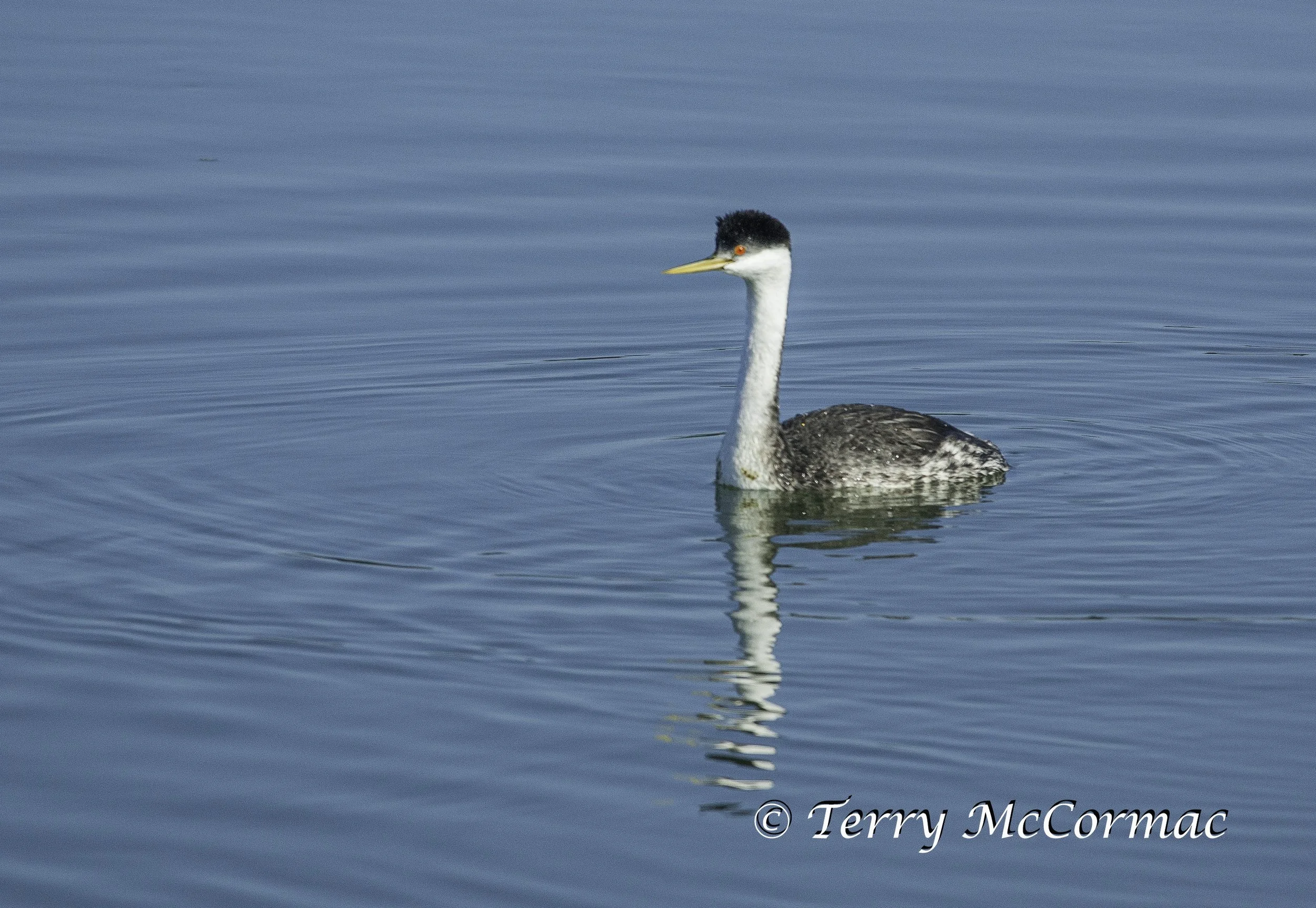Western Grebe