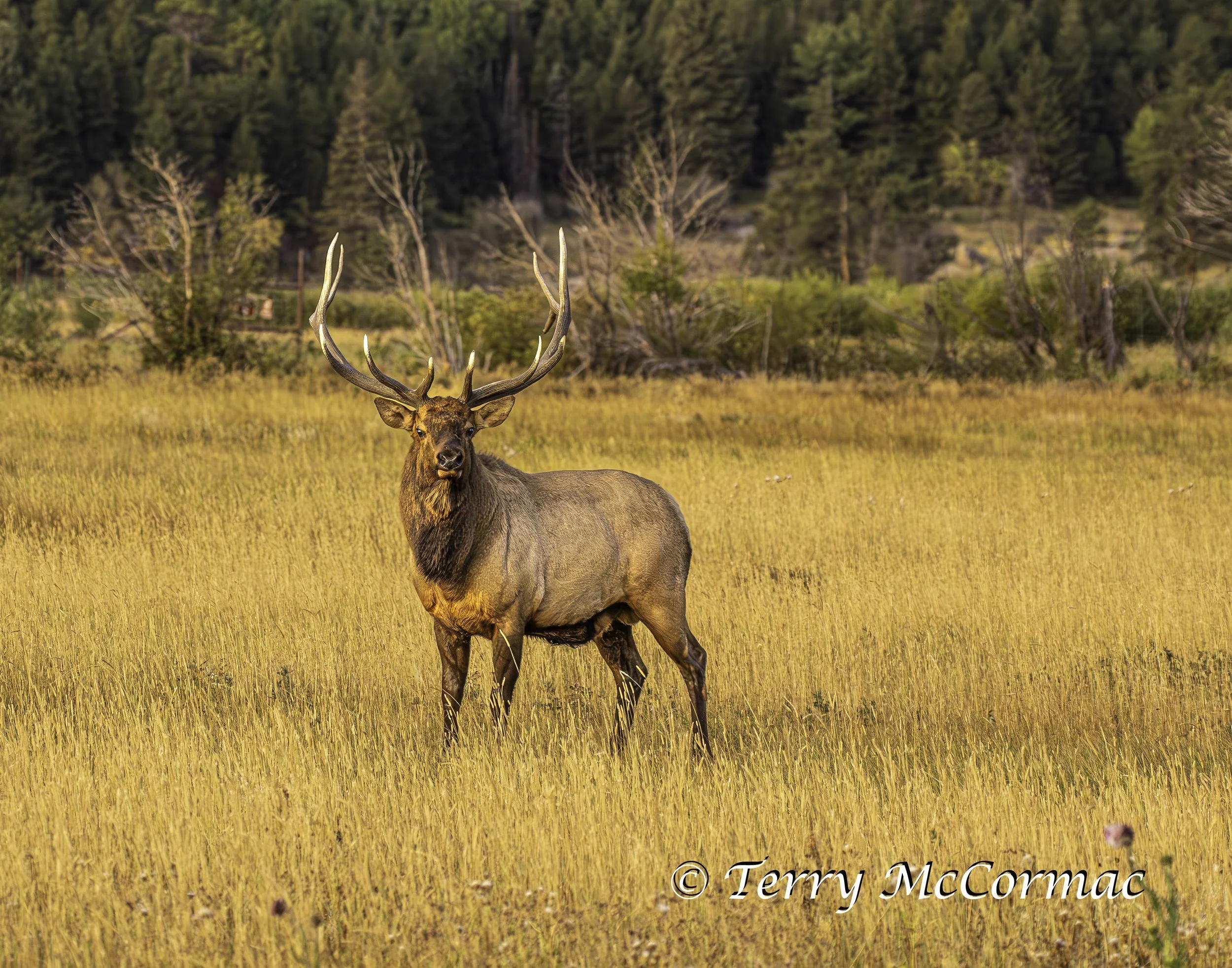Bull Elk in the rutt Rocky Mountain National Park, CO