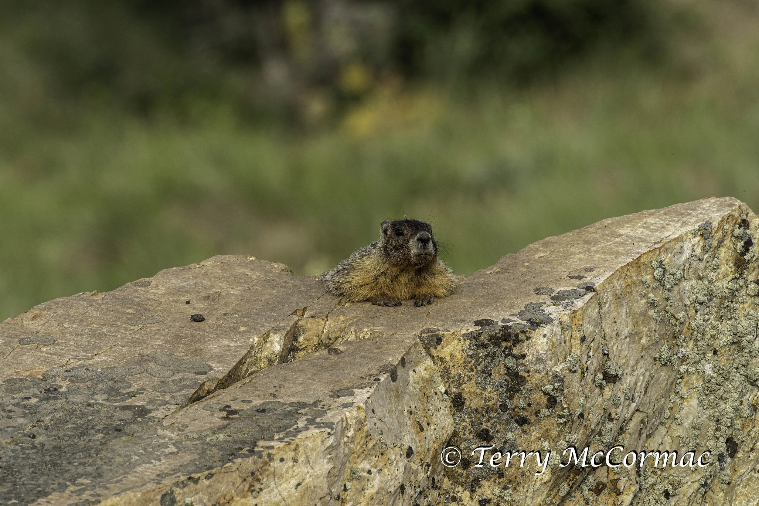 Marmot Steptoe Butte State Park, WA