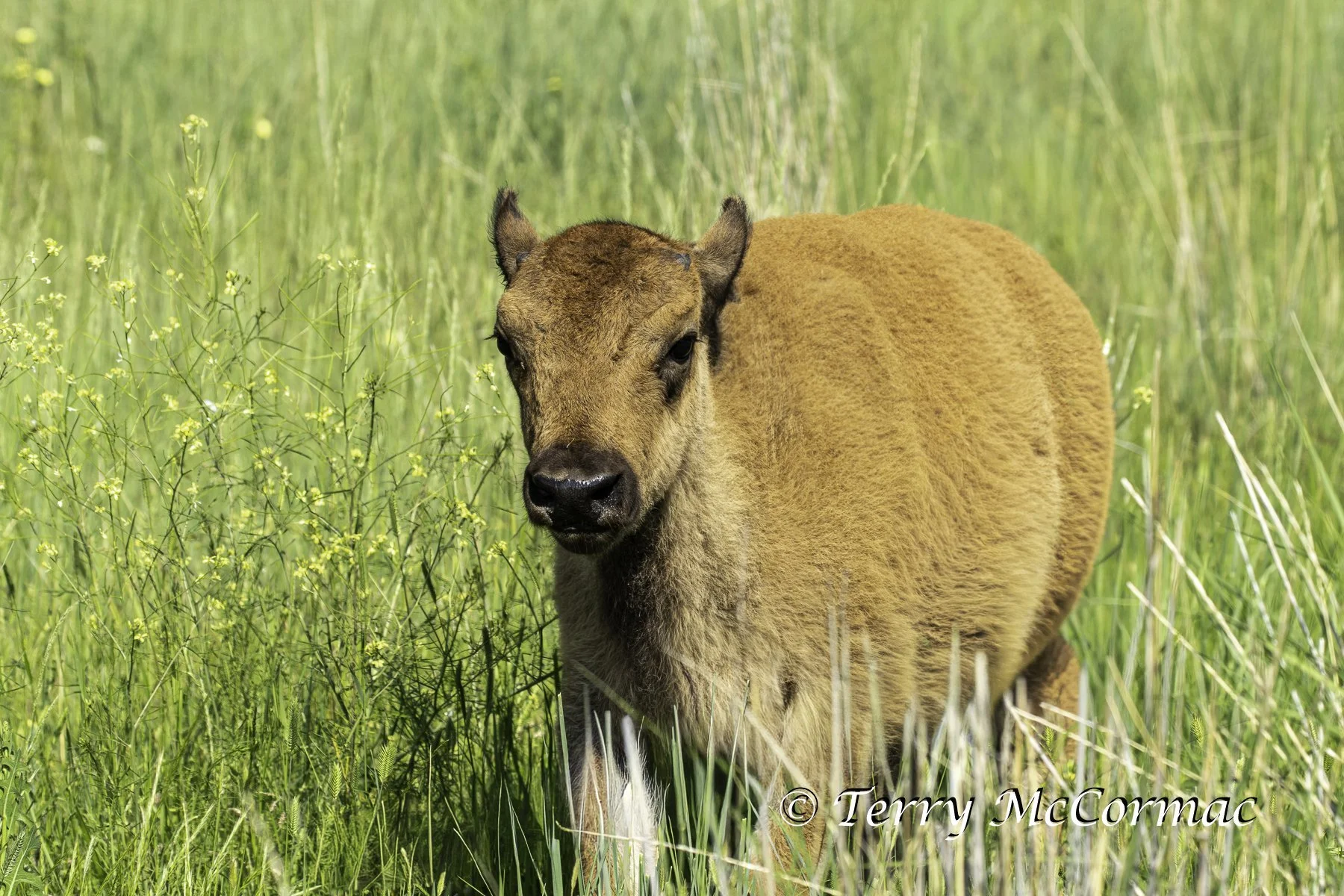Bison Calf "red dog" Yellowstone National Park, WY