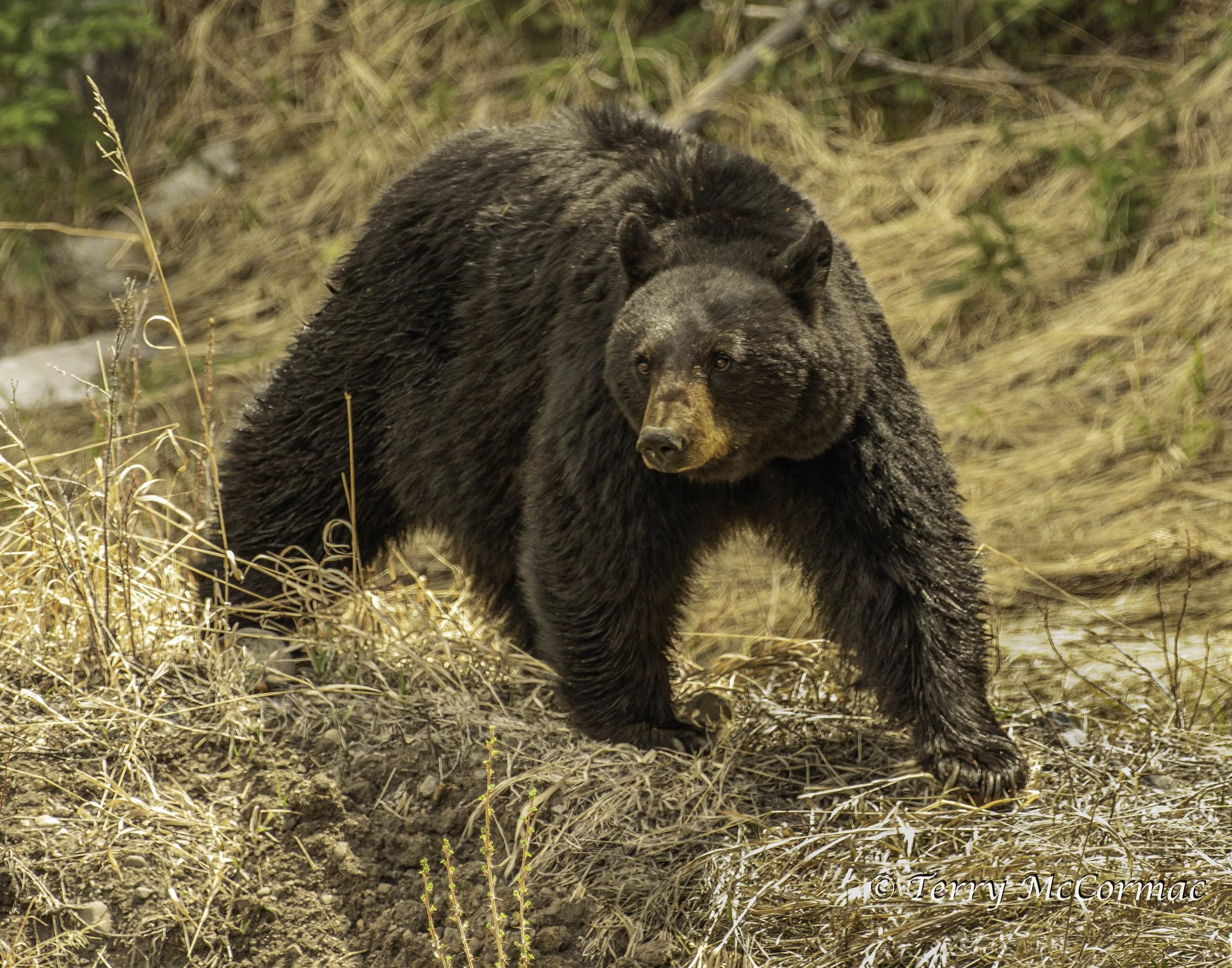 Black Bear, Yellowstone National Park
