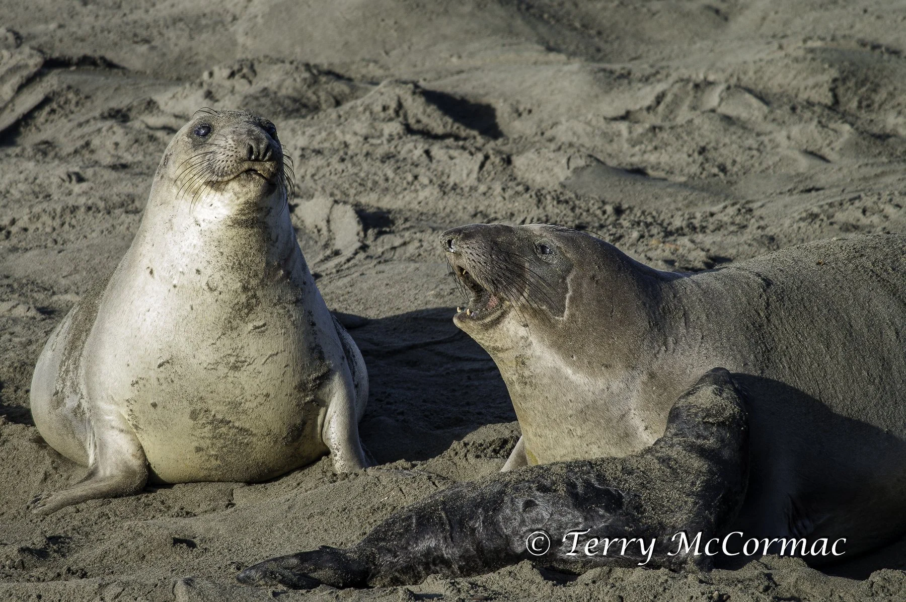 Female Northern Elephant Seal with young, Piedras Blancas, CA