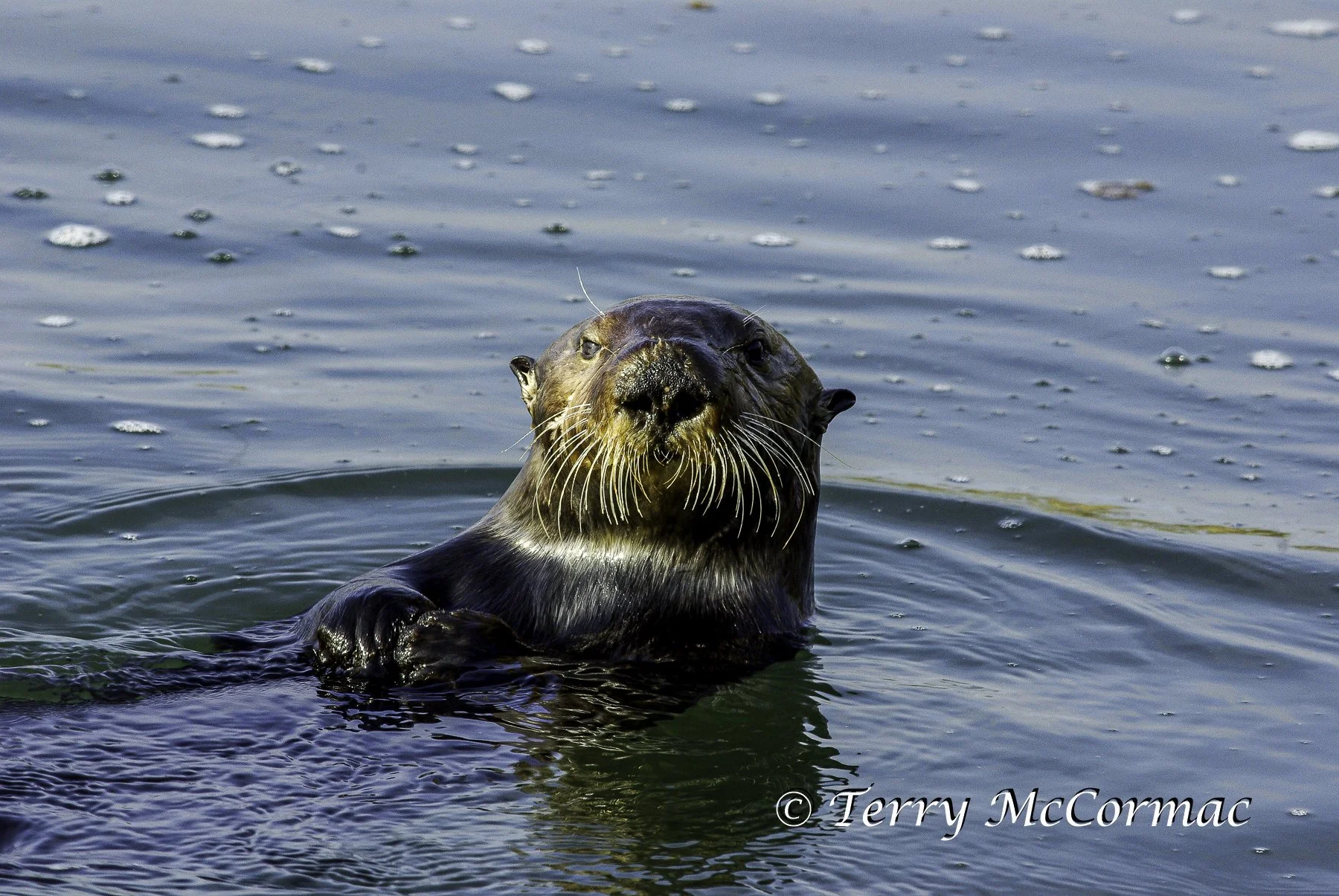 Sea Otter, Moss Landing, CA