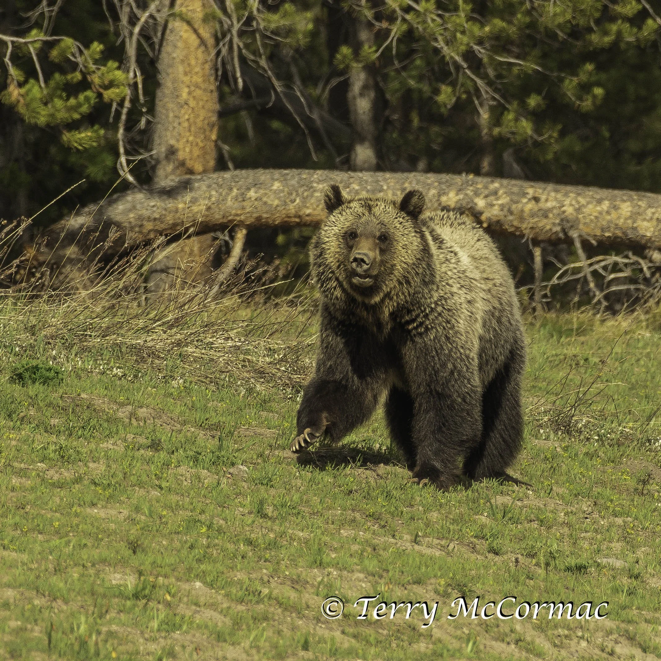 Grizzly Bear , Grand Teton National Park, WY one of 610's offspring.