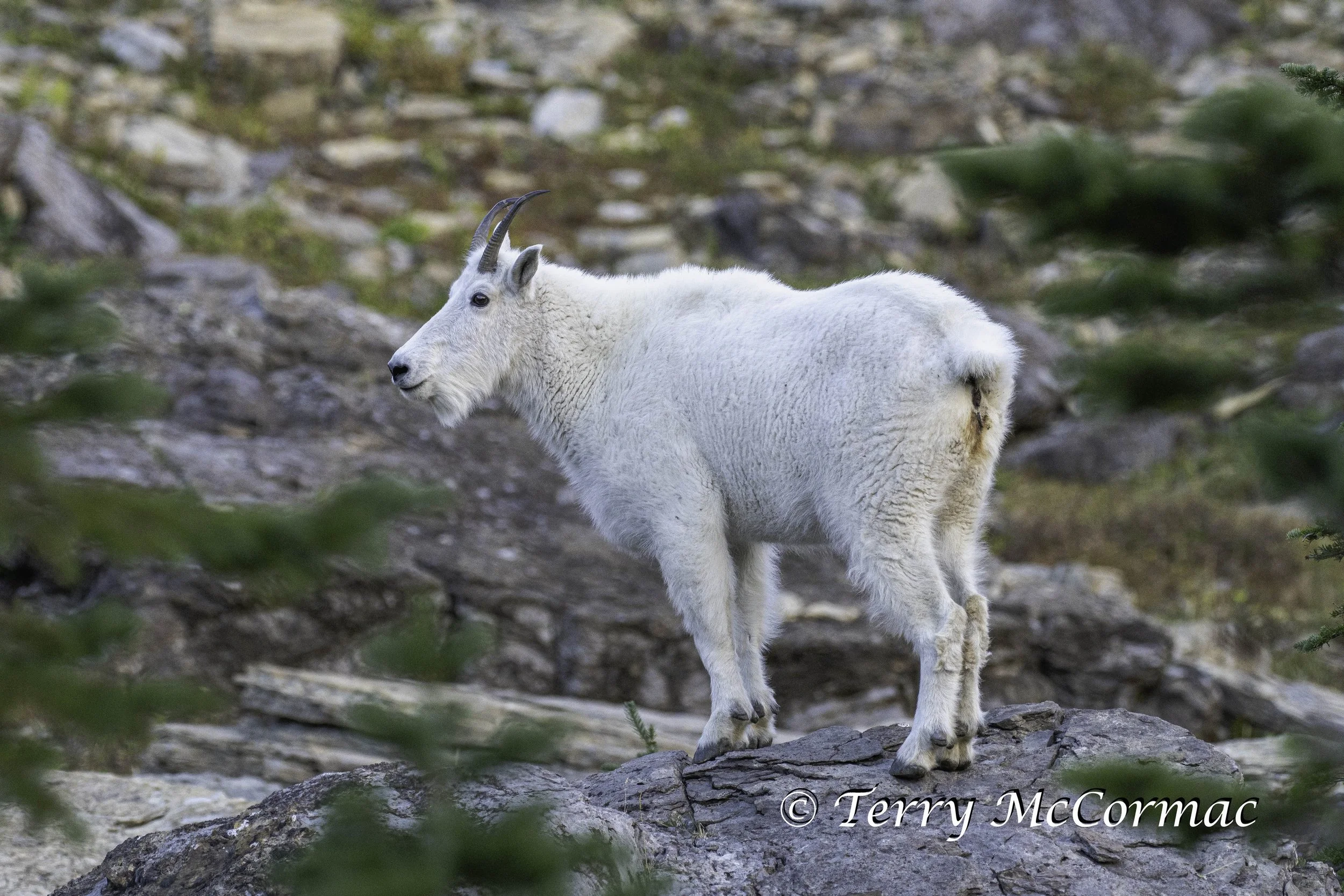 Mountian Goat, Glacier National Park, Montana