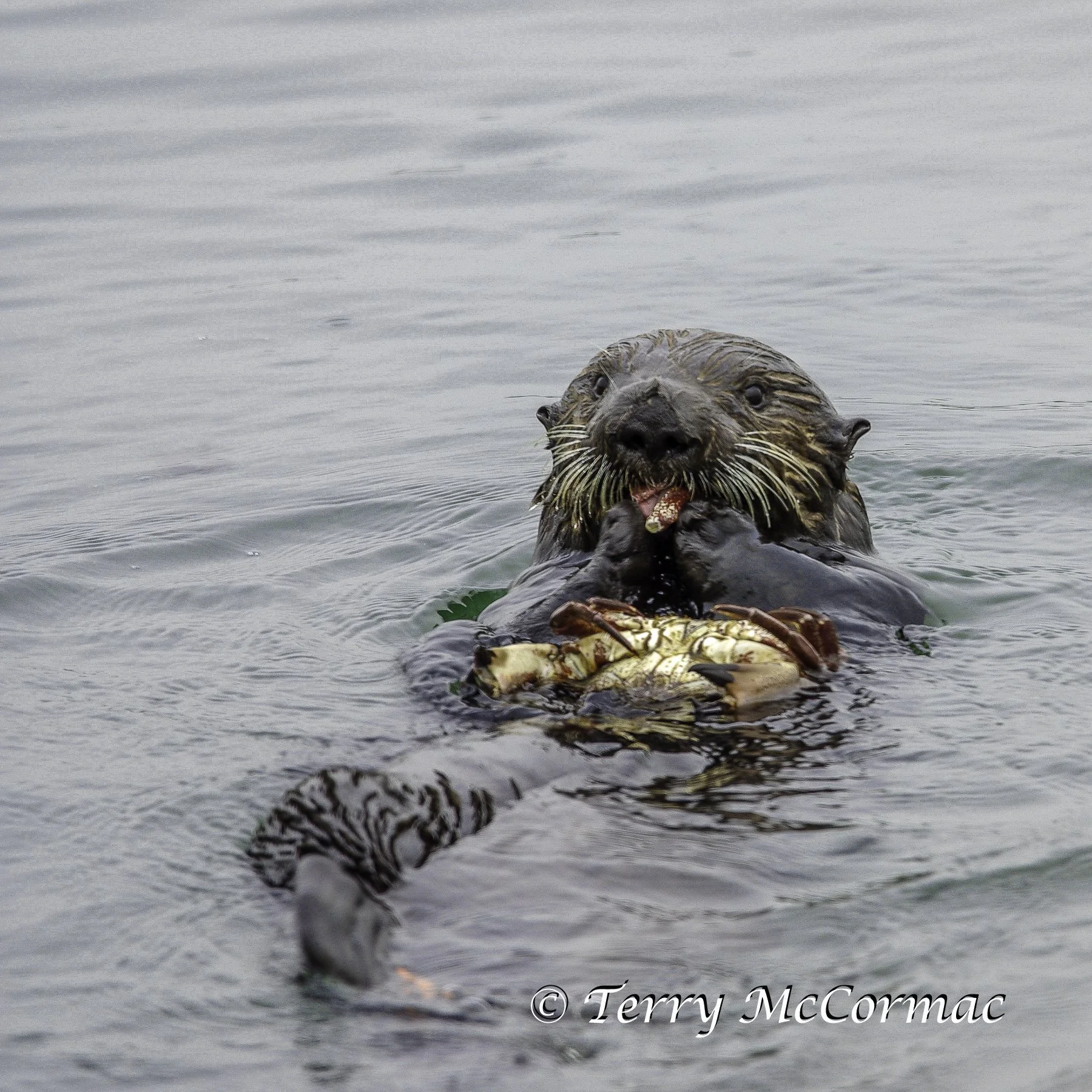 Sea Otter, Moss Landing, CA