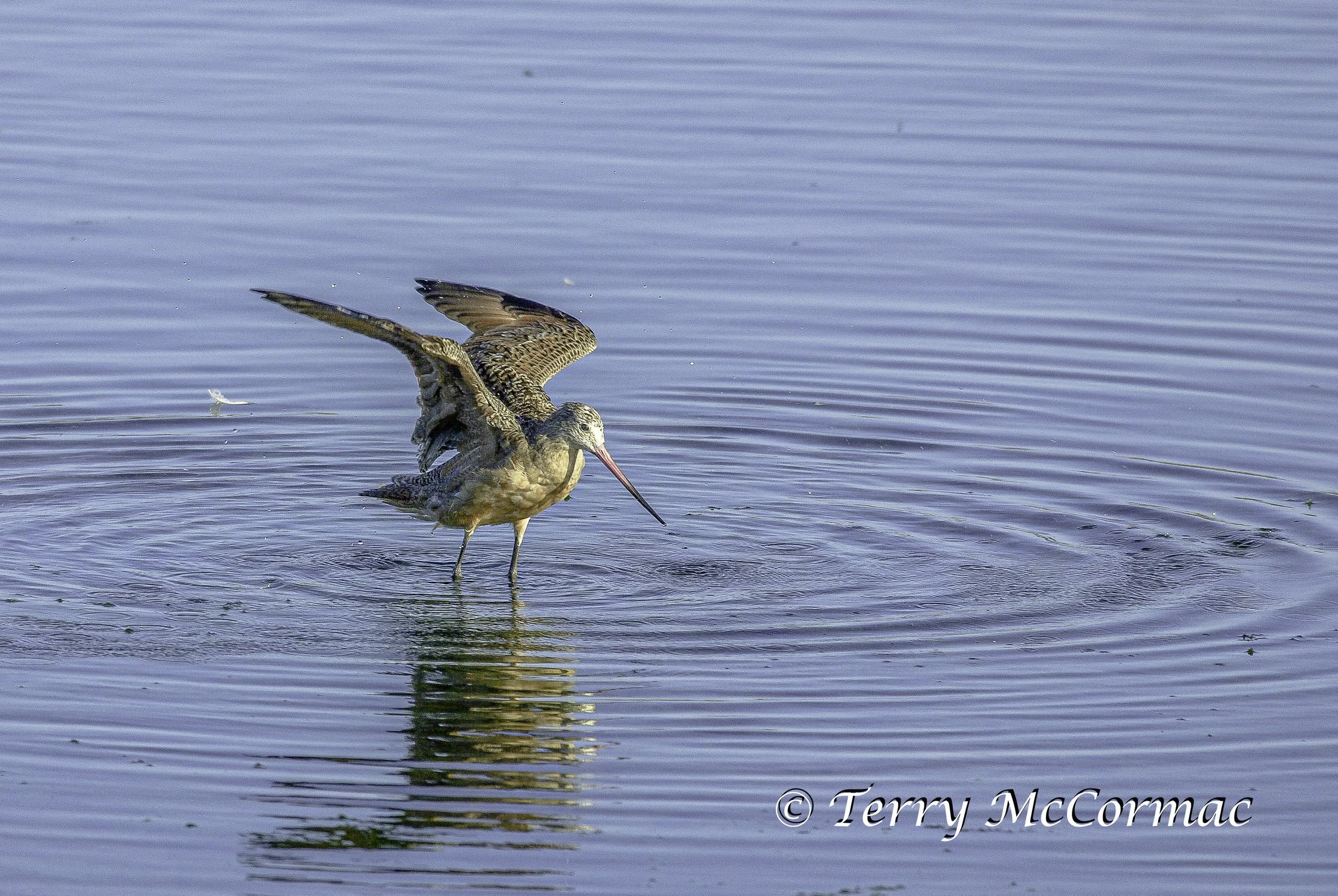 Long-billed Curlew 