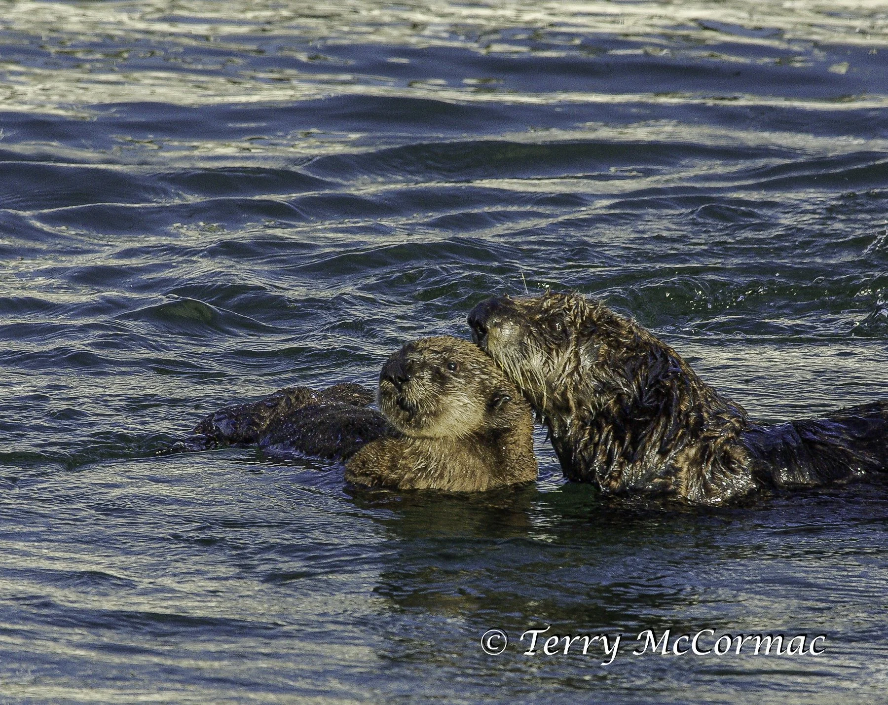 Young Sea Otter eating shell fish, Moss Landing, CA