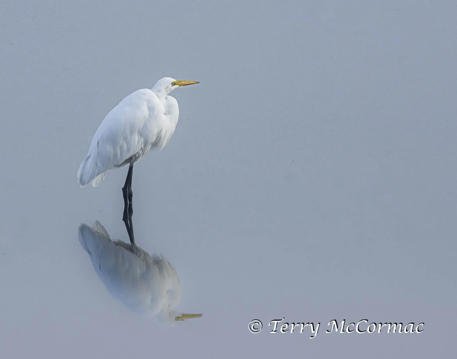 Great Egret, Moss Landing CA