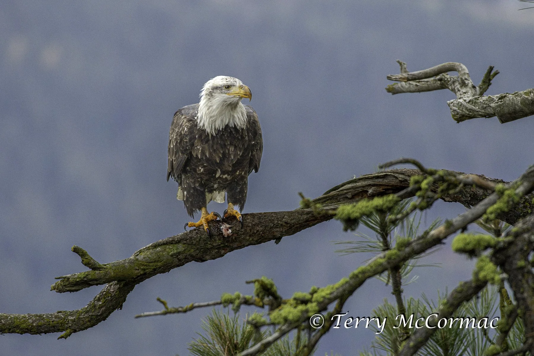 Adult Bald Eagle, Lake Coeur d'Alene, Idaho