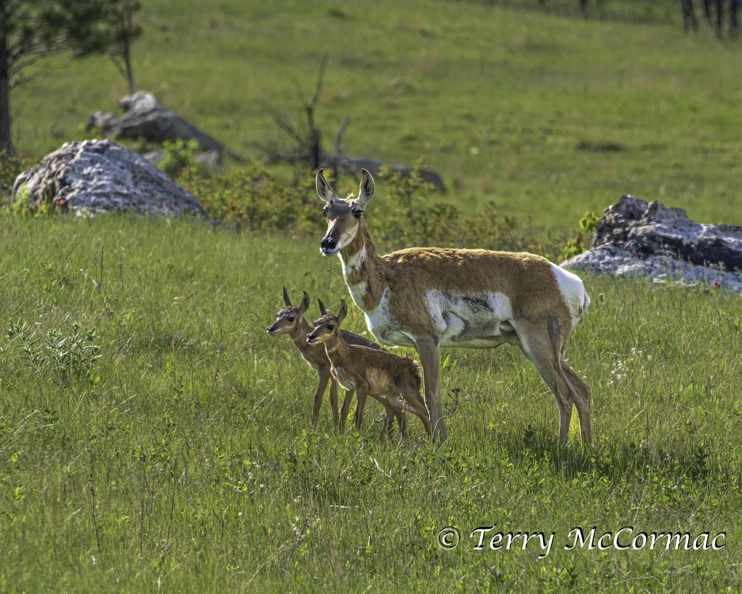 Female Pronghorn with young, Custer State Park